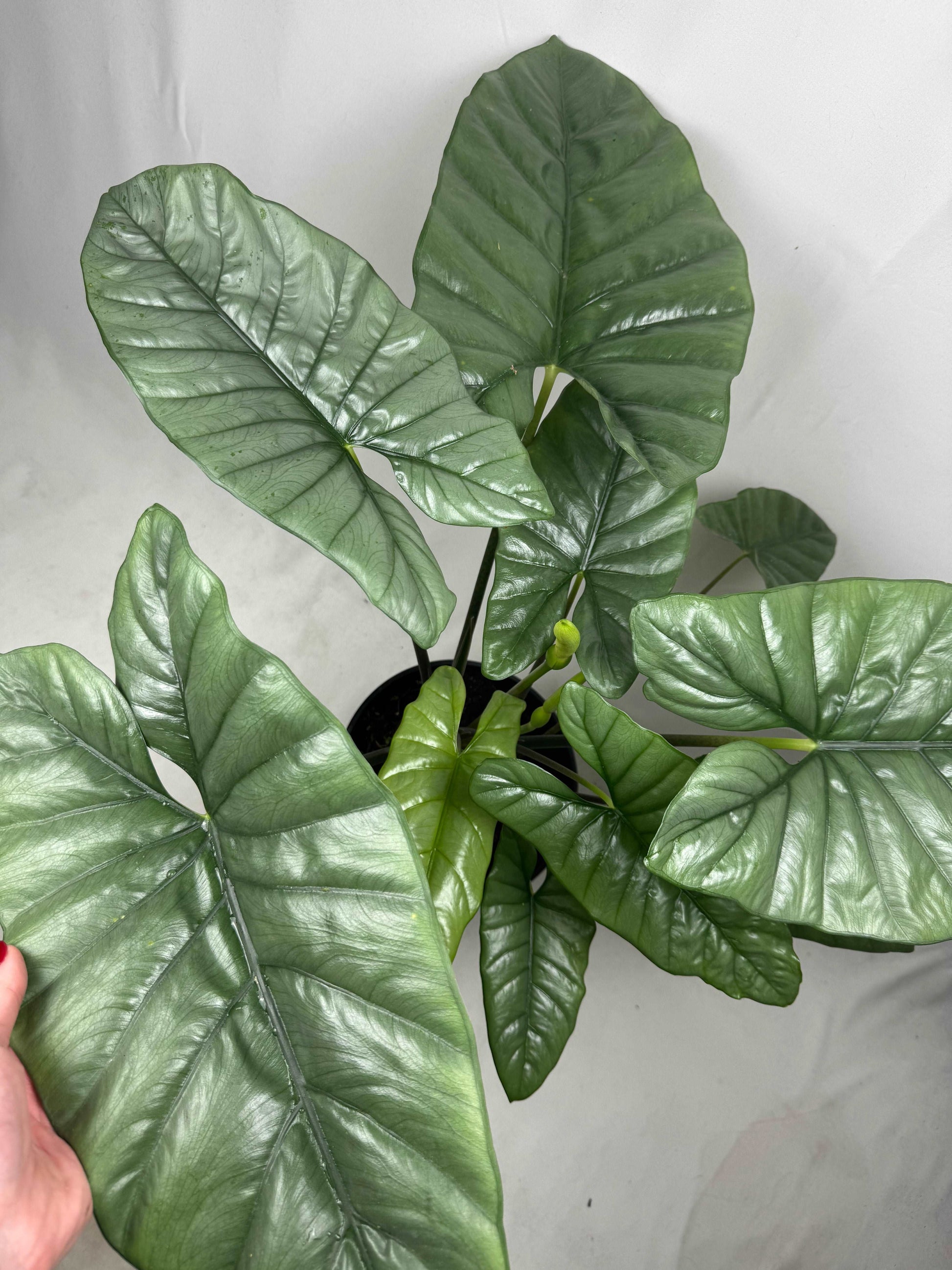 Alocasia Heterophylla “Corazon”