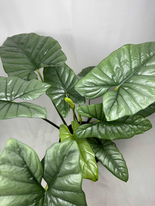 Alocasia Heterophylla “Corazon”