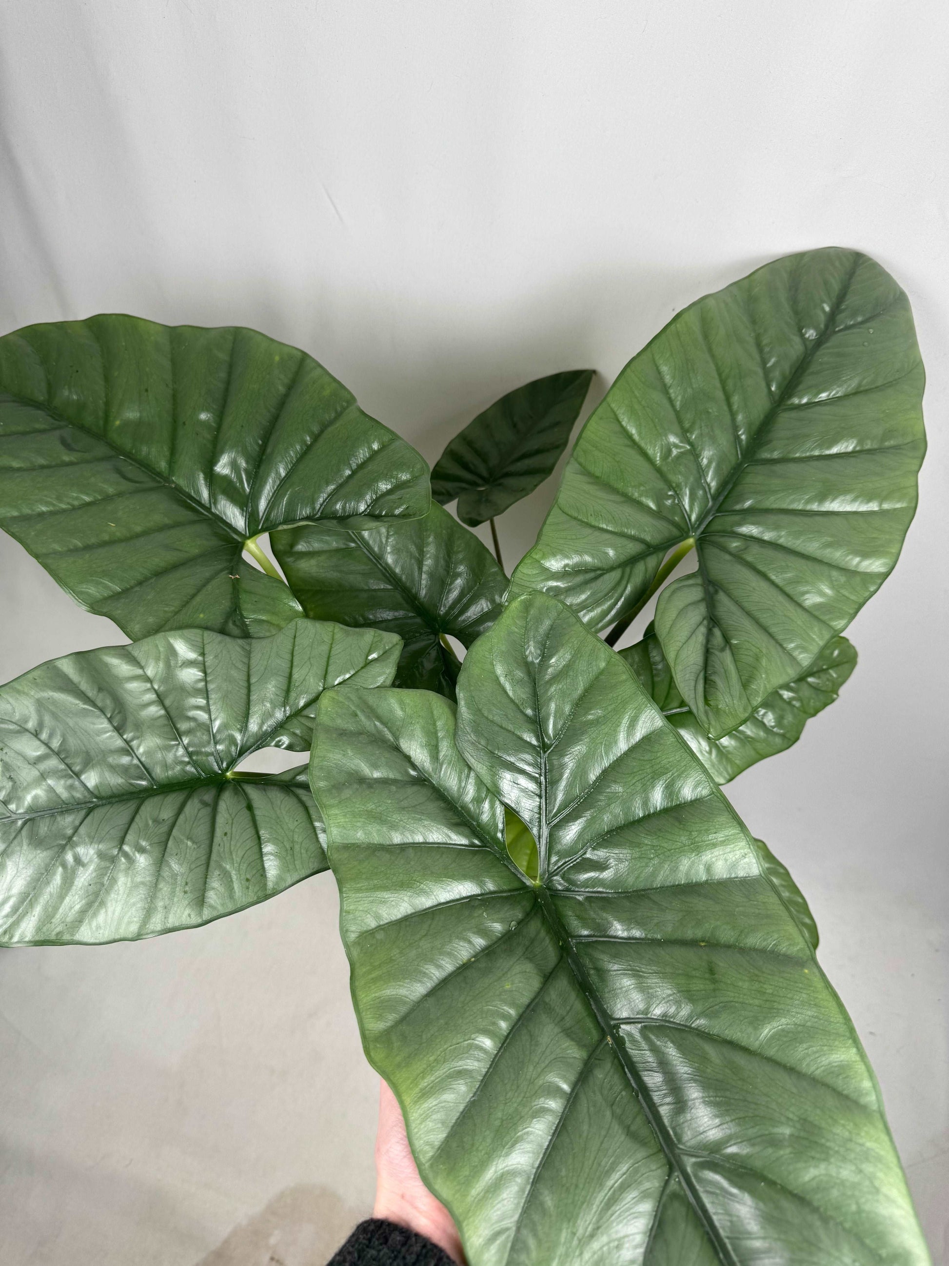 Alocasia Heterophylla “Corazon”