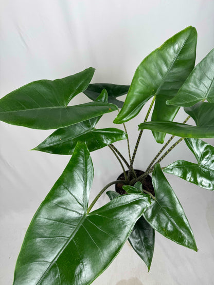 Alocasia Zebrina