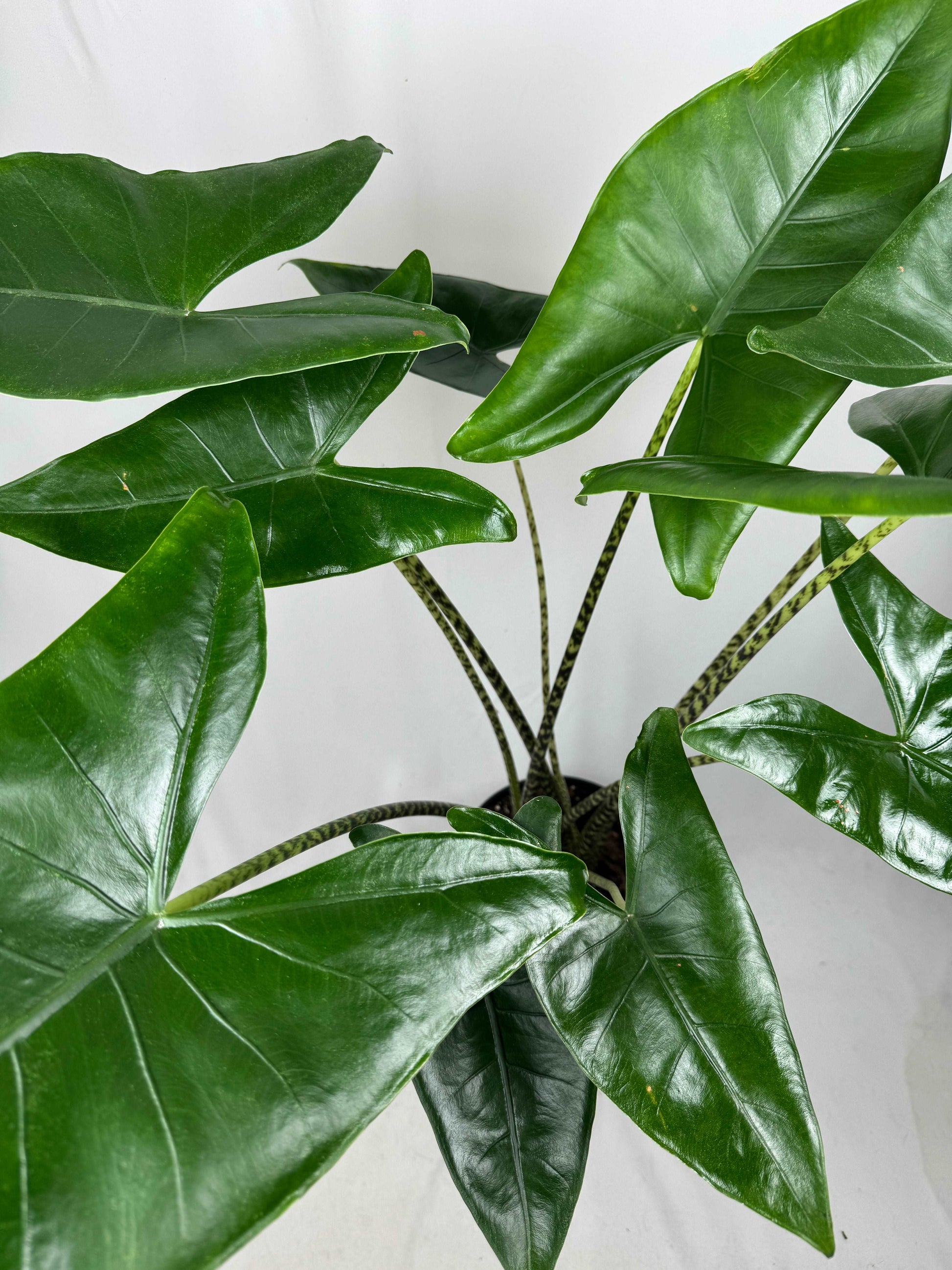 Alocasia Zebrina