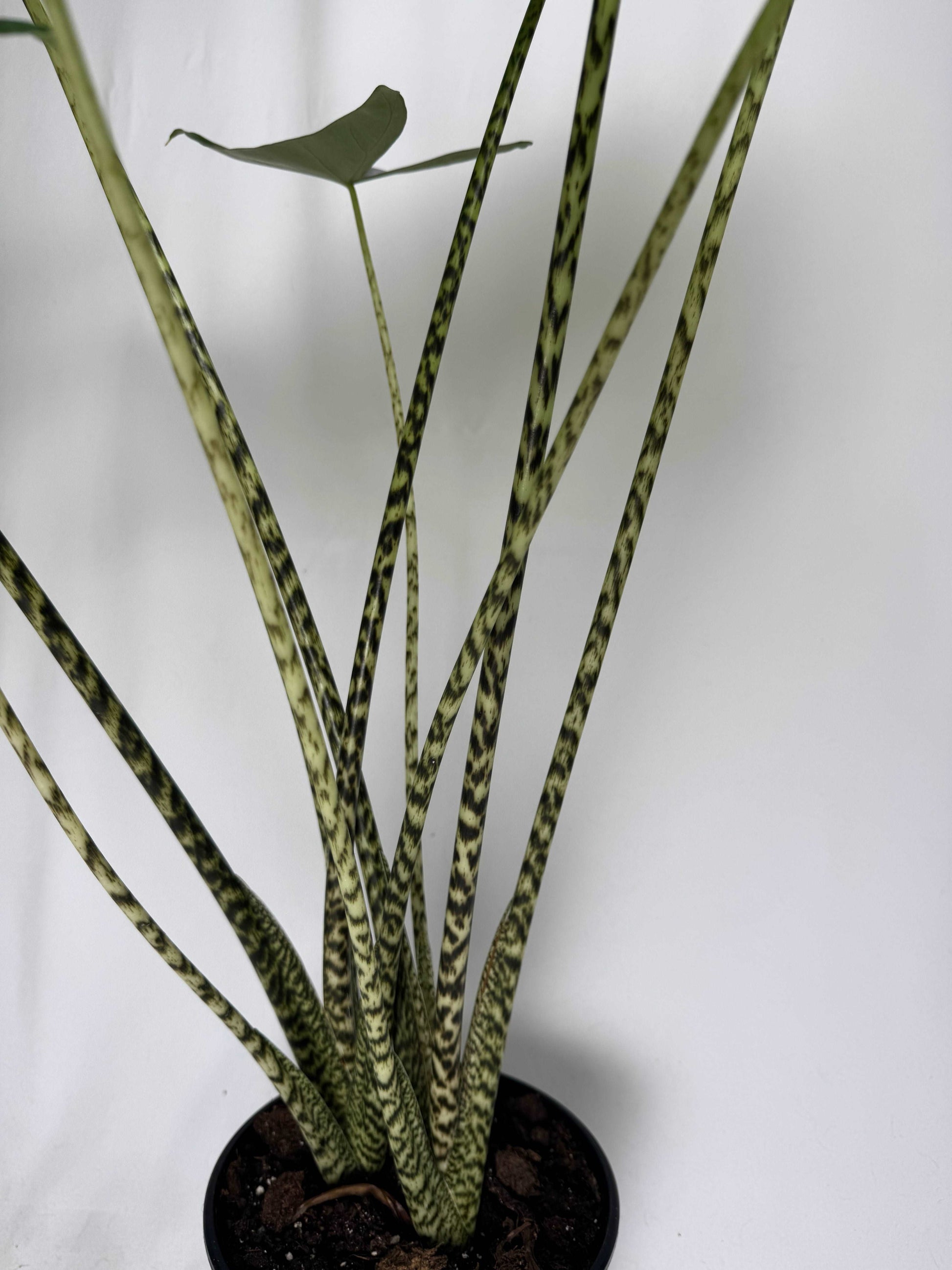 Alocasia Zebrina