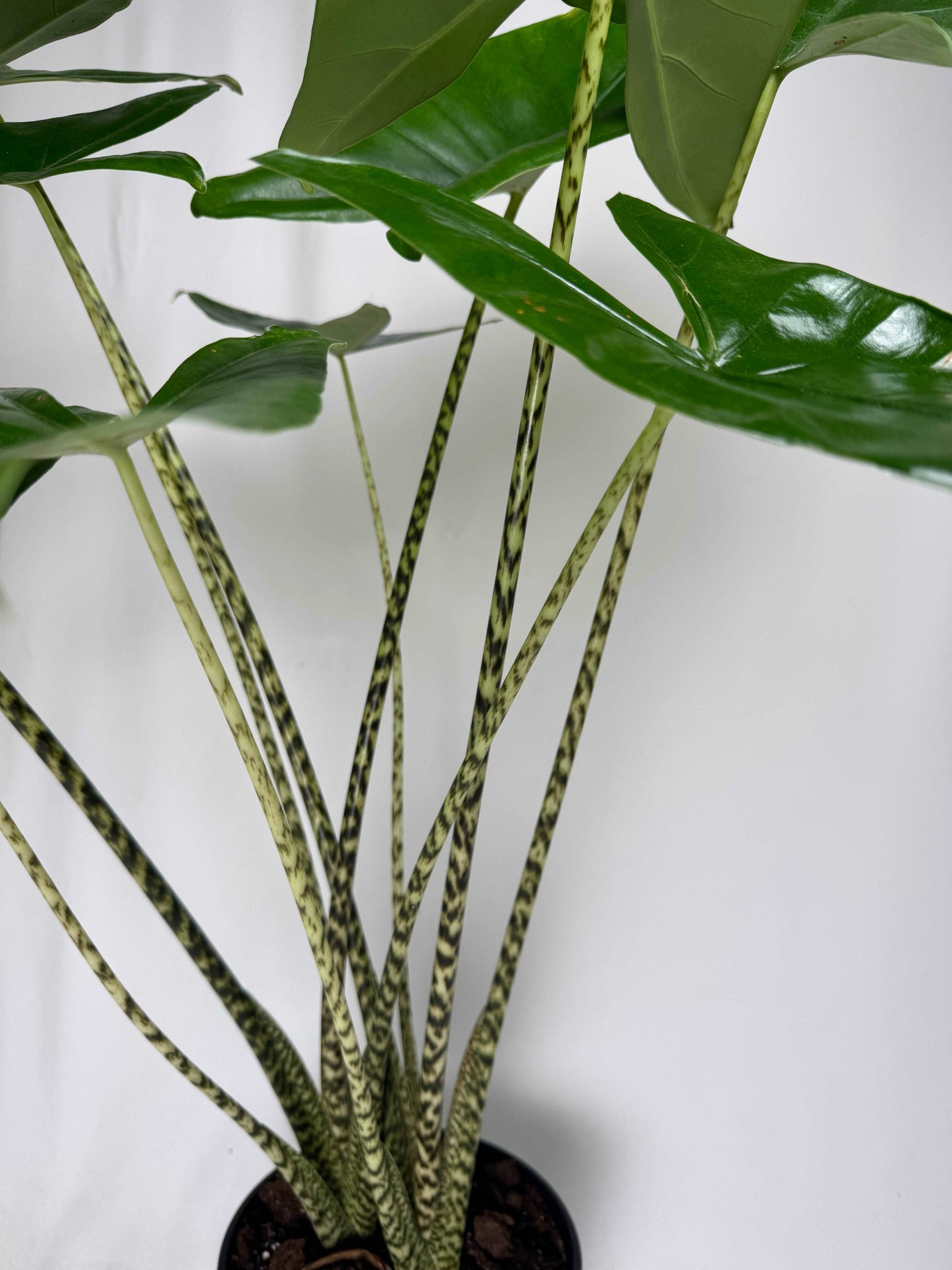 Alocasia Zebrina