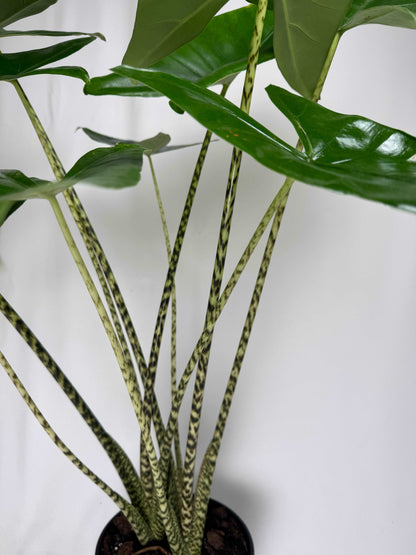 Alocasia Zebrina