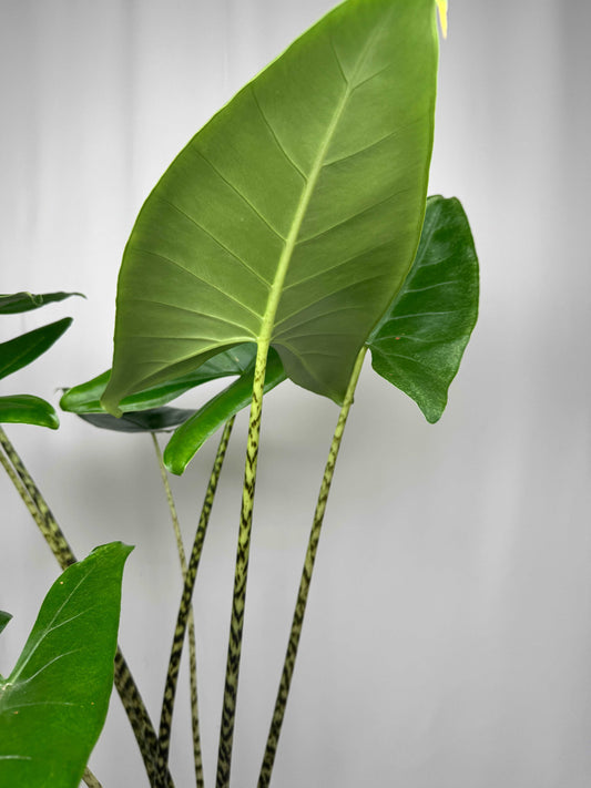 Alocasia Zebrina