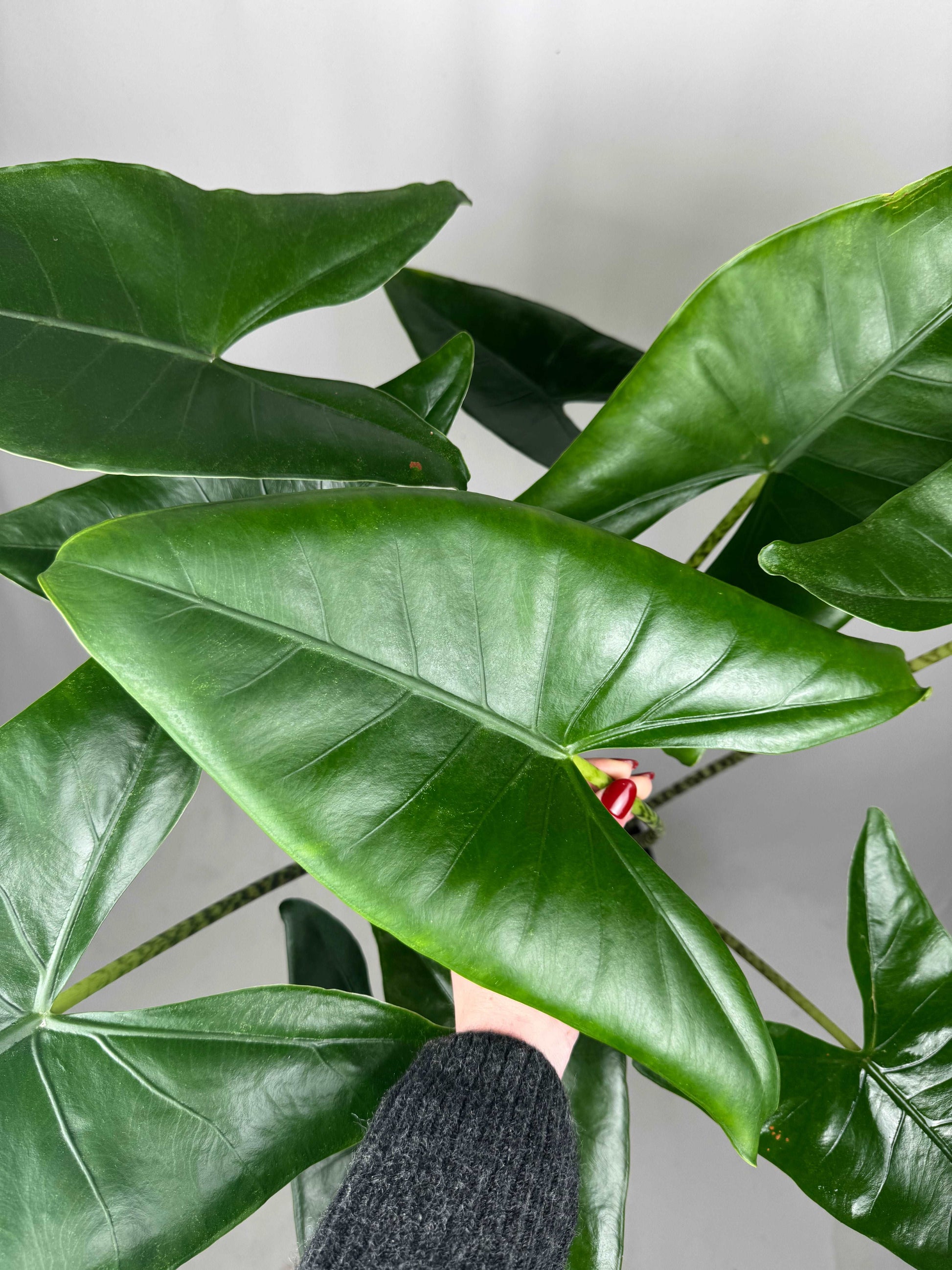 Alocasia Zebrina