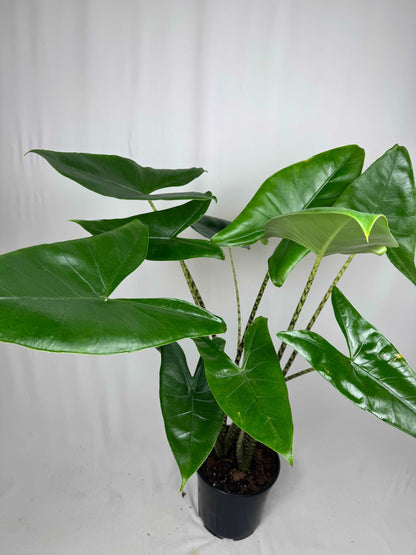 Alocasia Zebrina