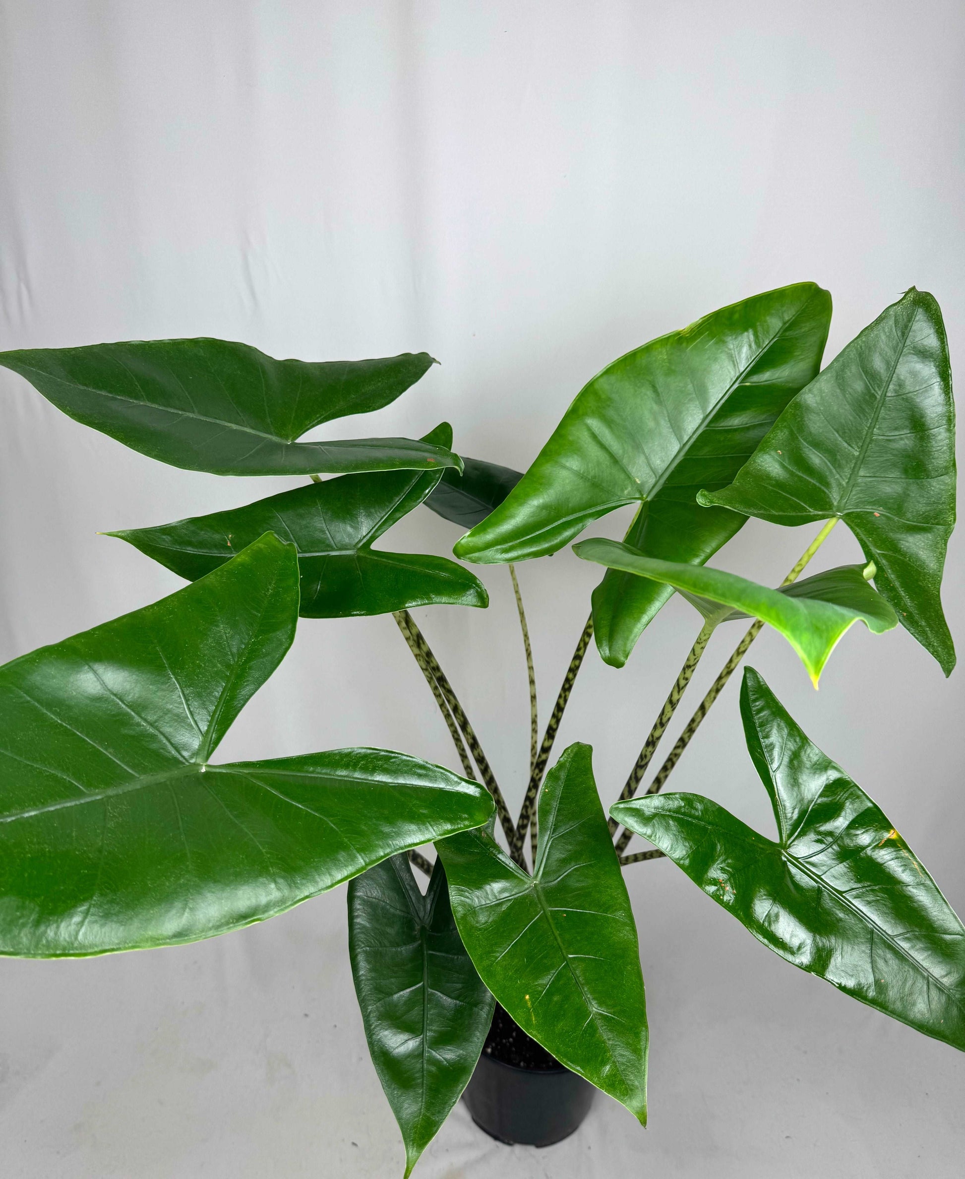 Alocasia Zebrina