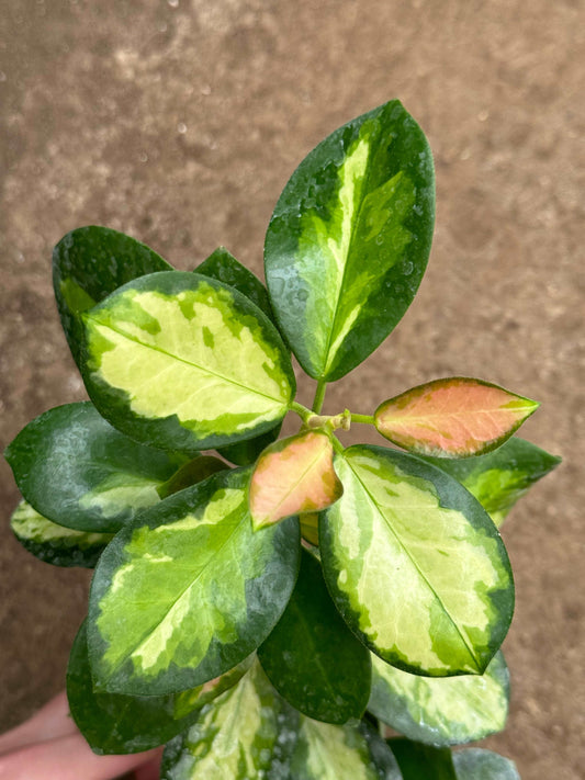 Hoya Australis Lisa