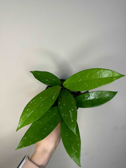 Hoya Pubicalyx