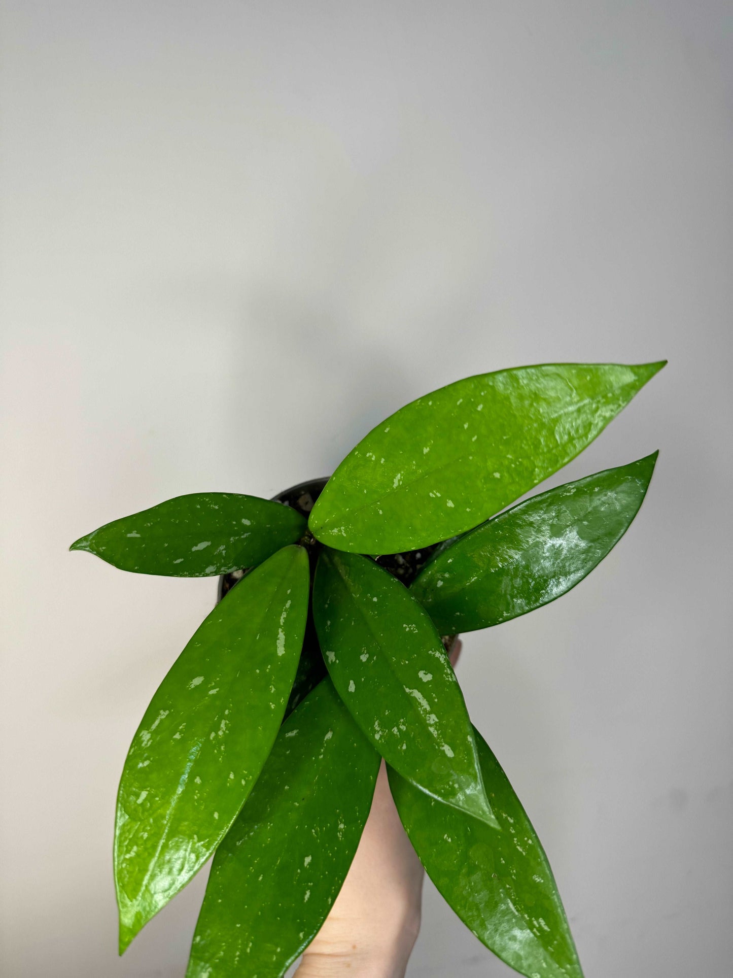 Hoya Pubicalyx