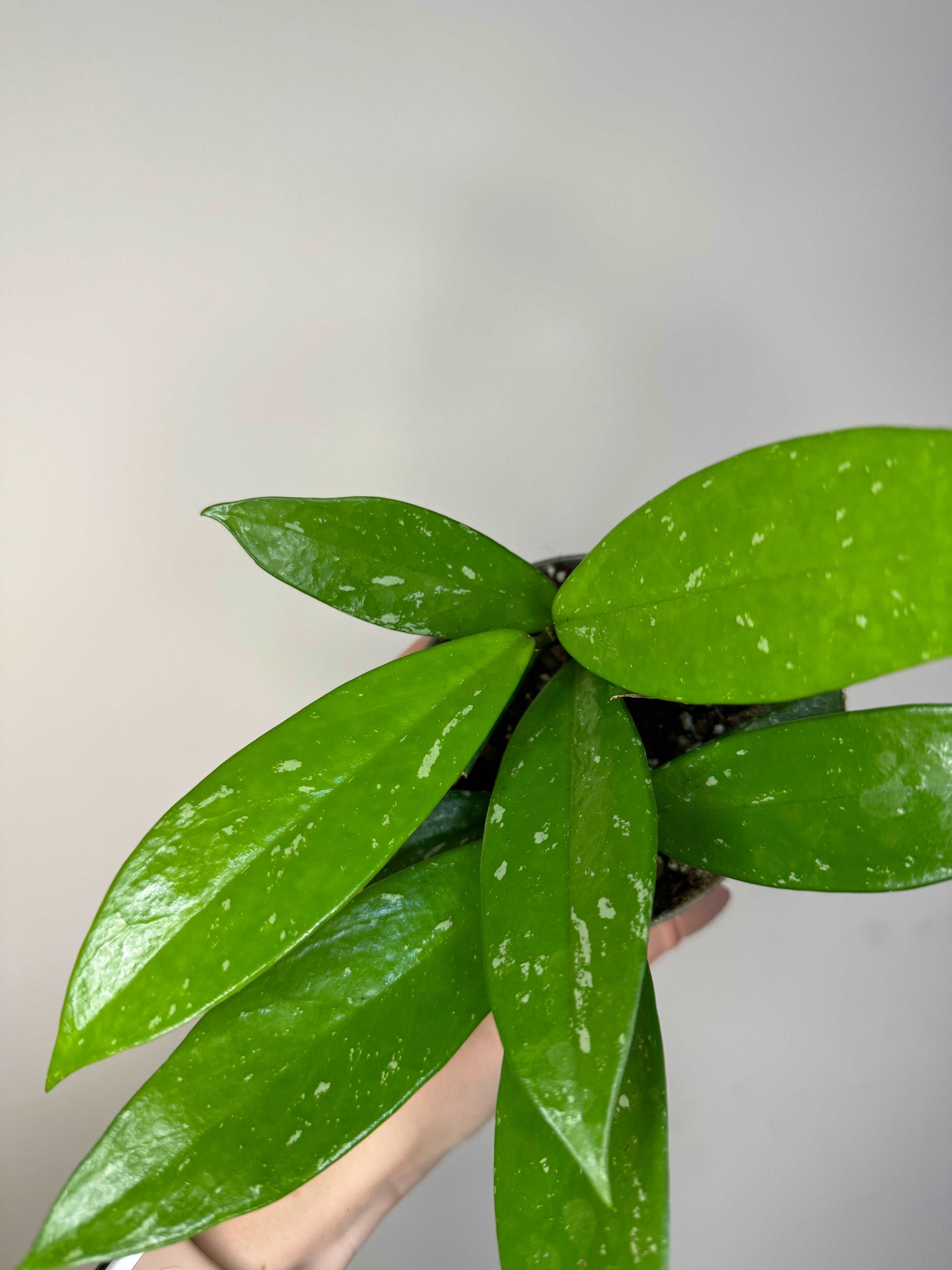 Hoya Pubicalyx