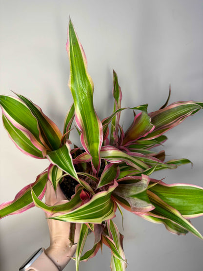 Cryptanthus Bromelioides “Tricolor”