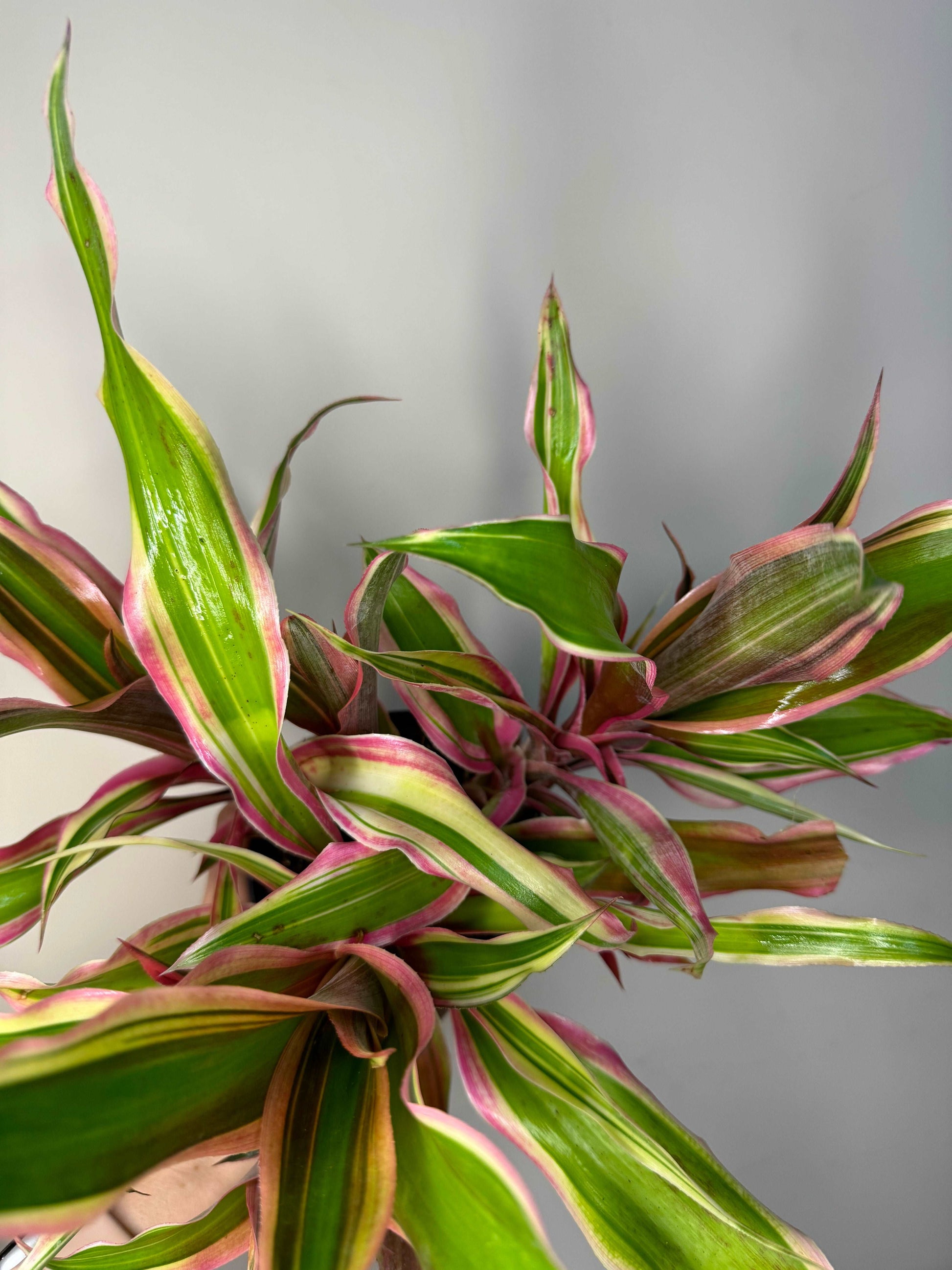 Cryptanthus Bromelioides “Tricolor”