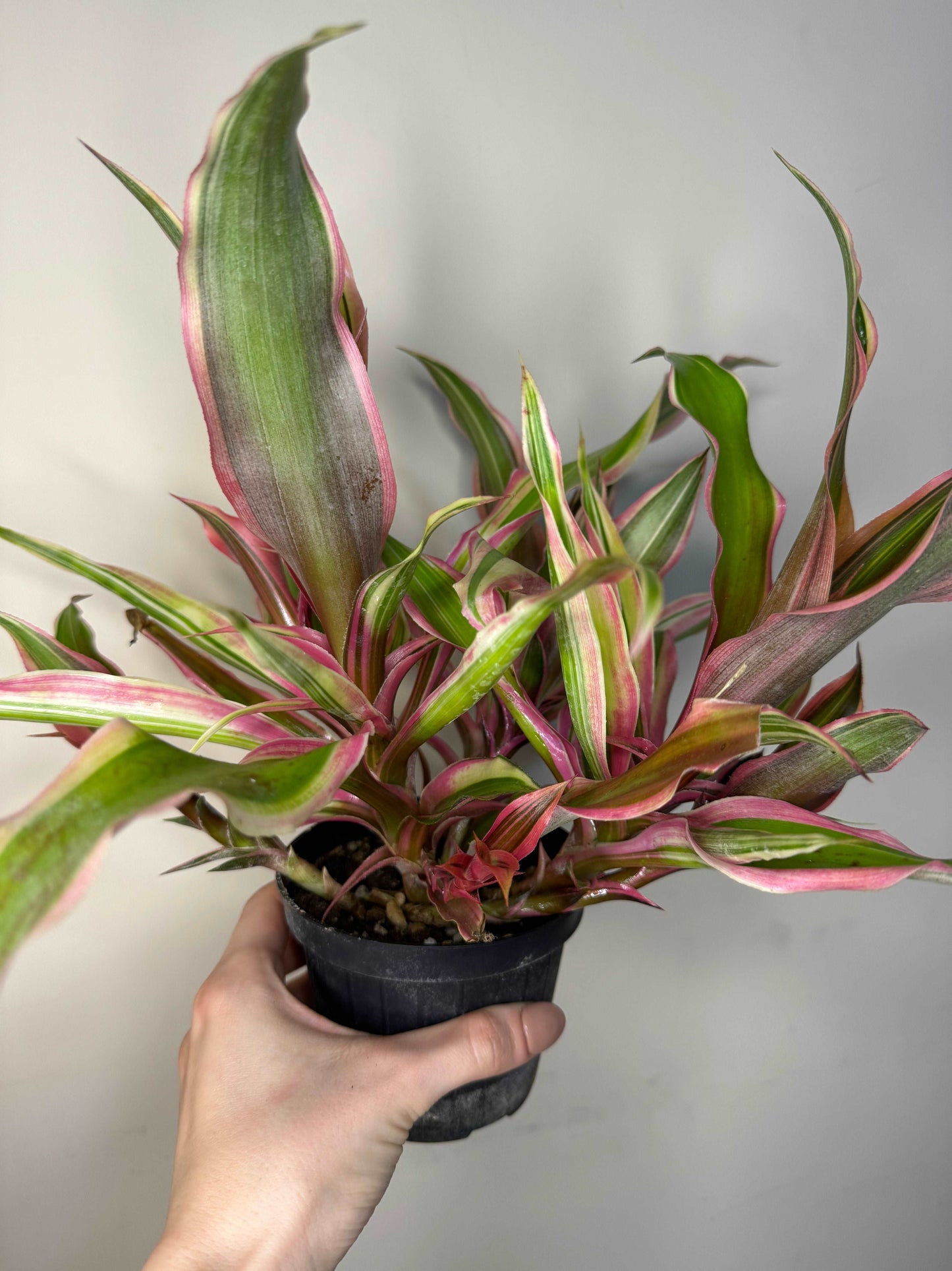 Cryptanthus Bromelioides “Tricolor”