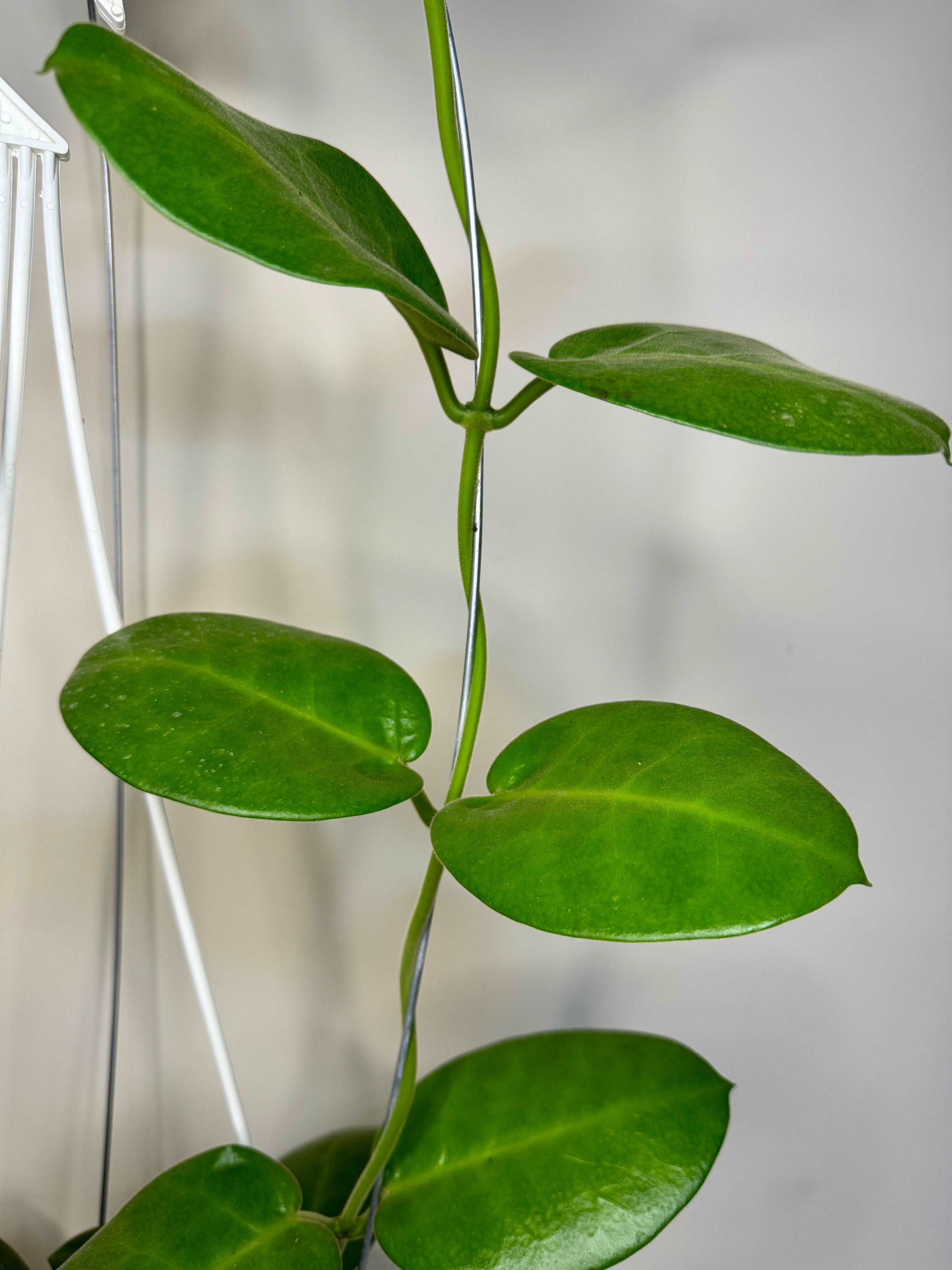 Hoya Calycina