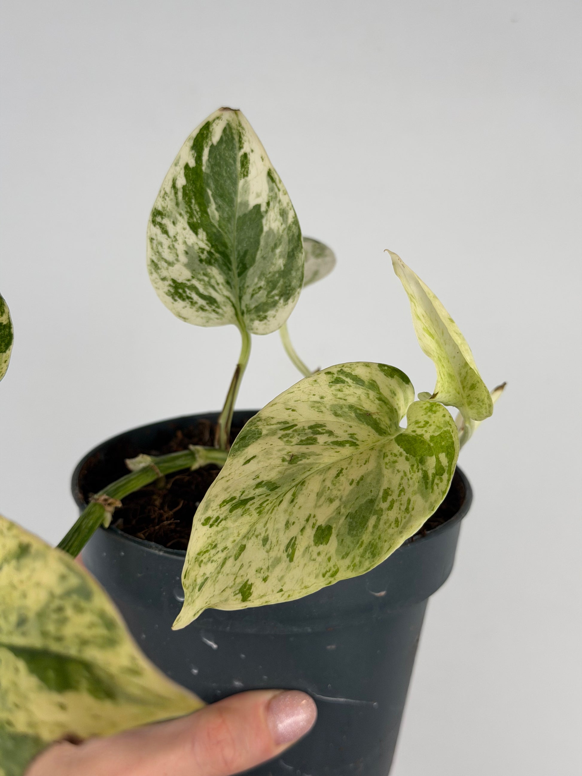 Giampiero | Epipremnum pinnatum Snow Leopard Tropical Corner
