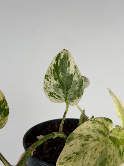 Giampiero | Epipremnum pinnatum Snow Leopard Tropical Corner