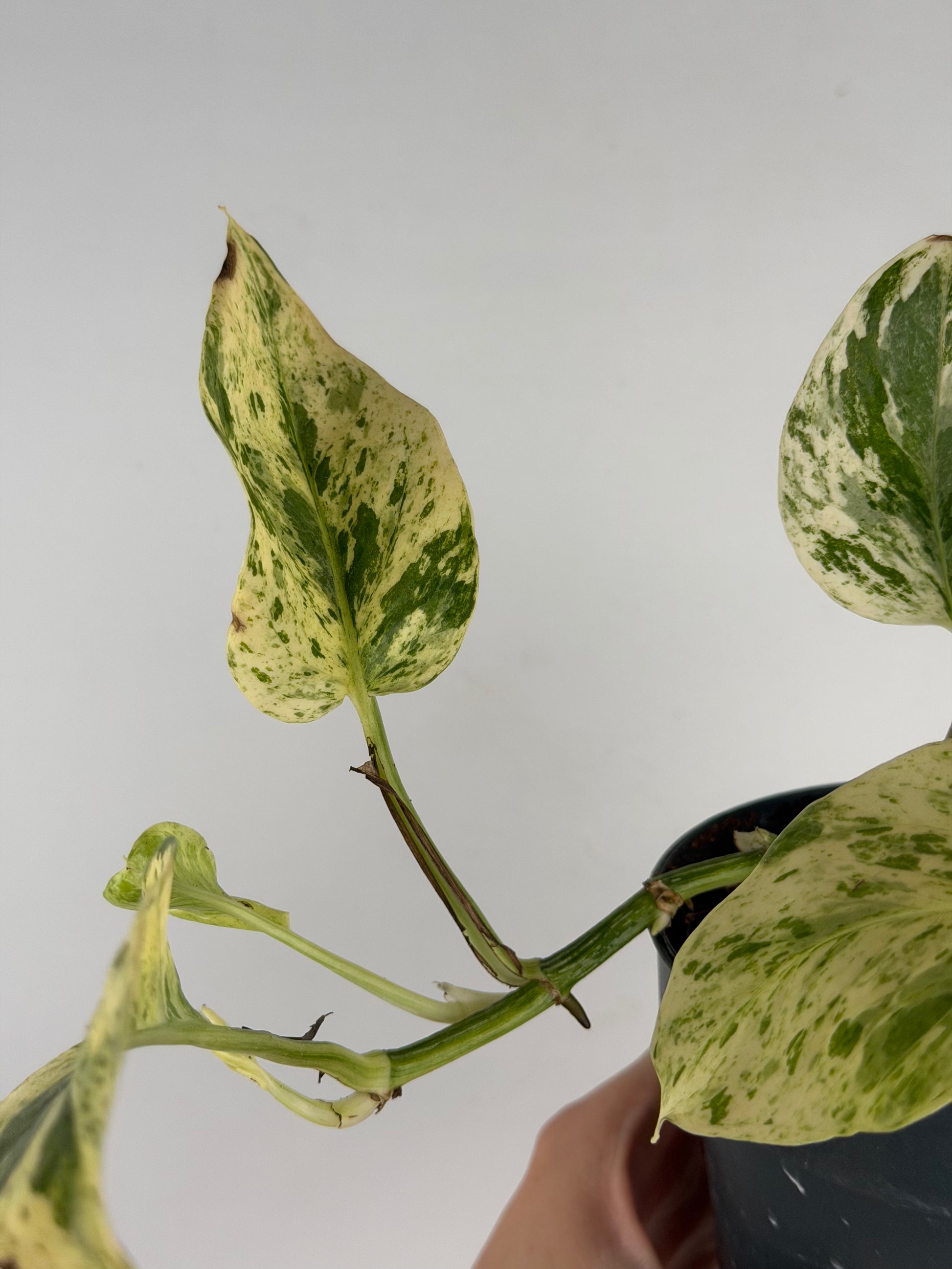 Giampiero | Epipremnum pinnatum Snow Leopard Tropical Corner