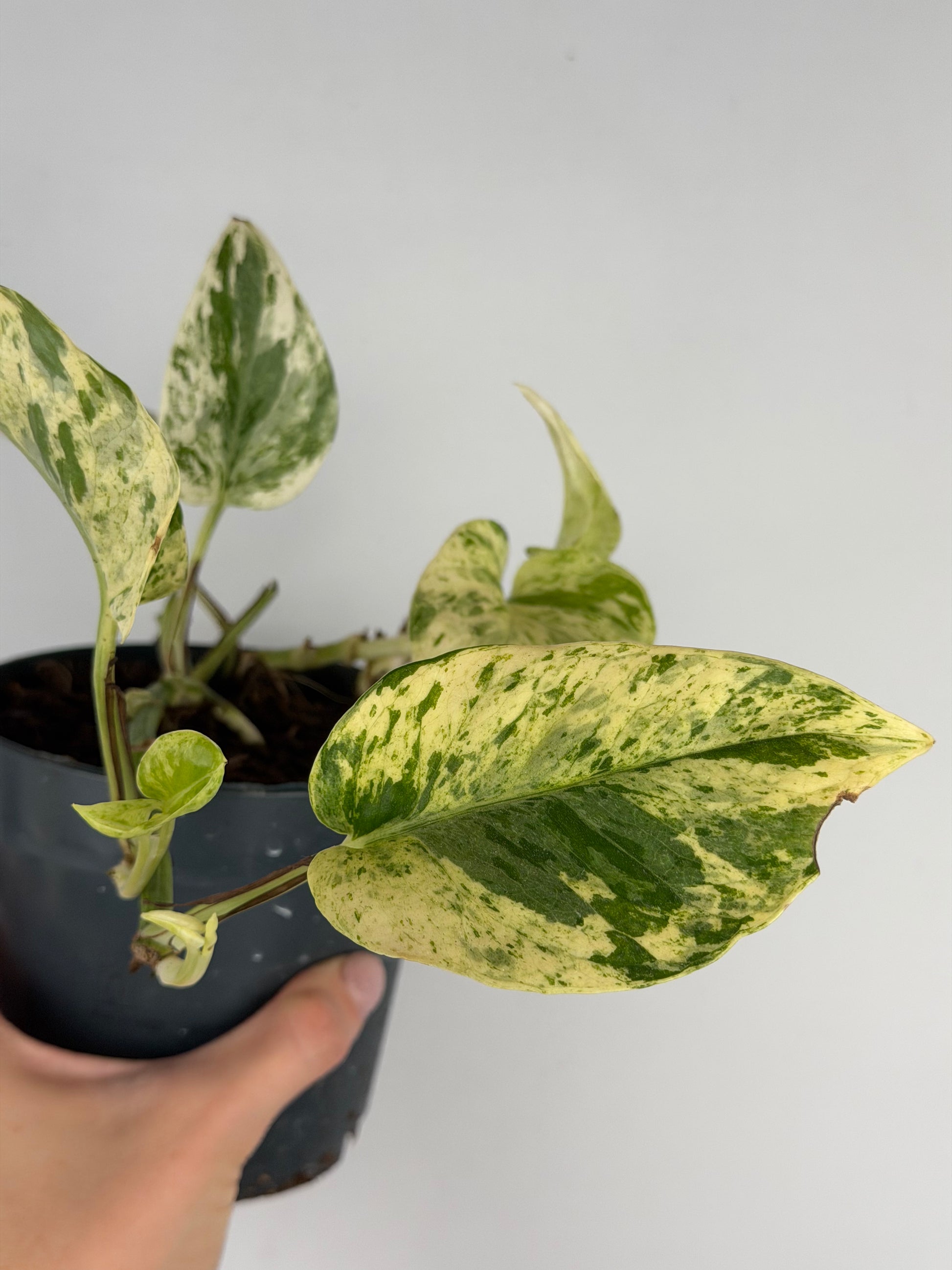 Giampiero | Epipremnum pinnatum Snow Leopard Tropical Corner