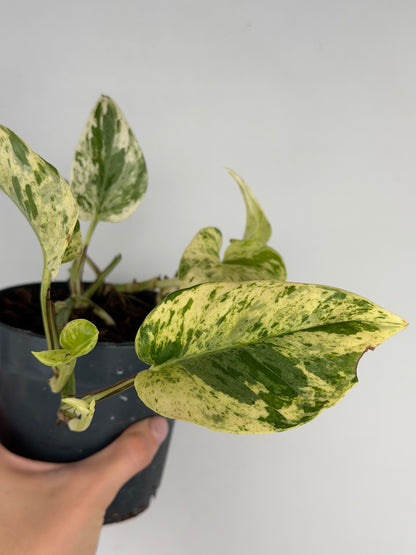 Giampiero | Epipremnum pinnatum Snow Leopard Tropical Corner