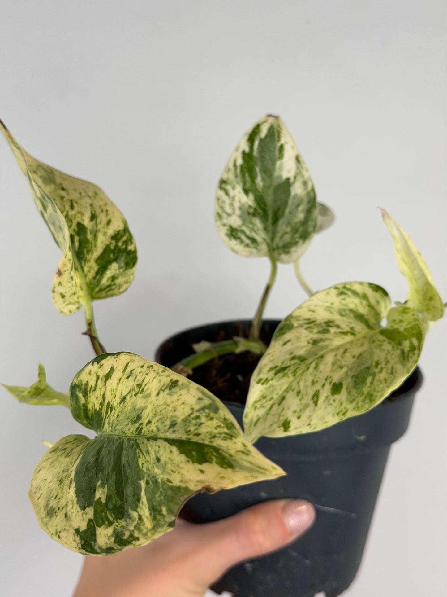 Giampiero | Epipremnum pinnatum Snow Leopard Tropical Corner