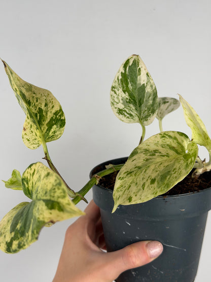 Giampiero | Epipremnum pinnatum Snow Leopard Tropical Corner