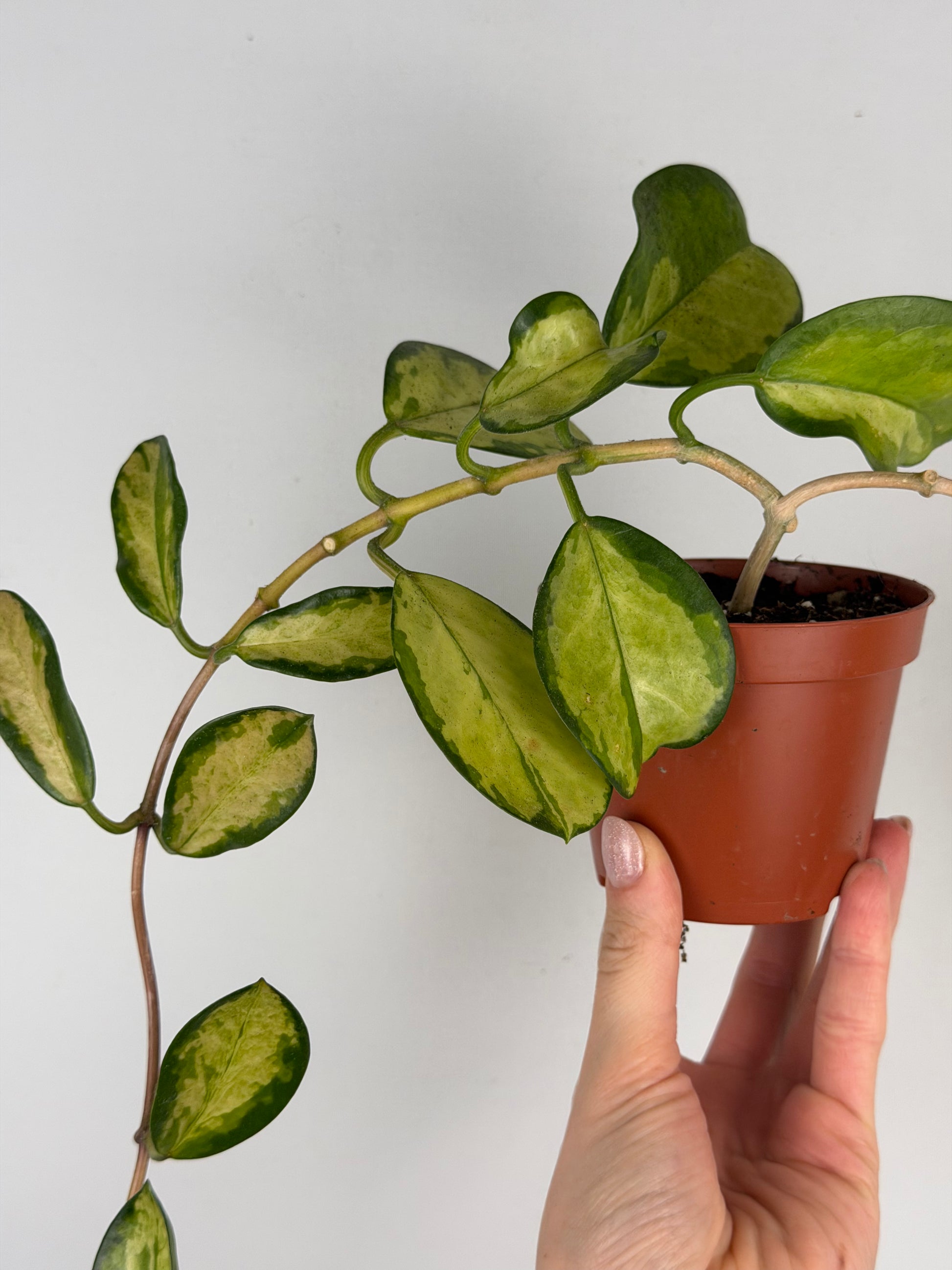 Vanessa | Hoya Australis Lisa Tropical Corner