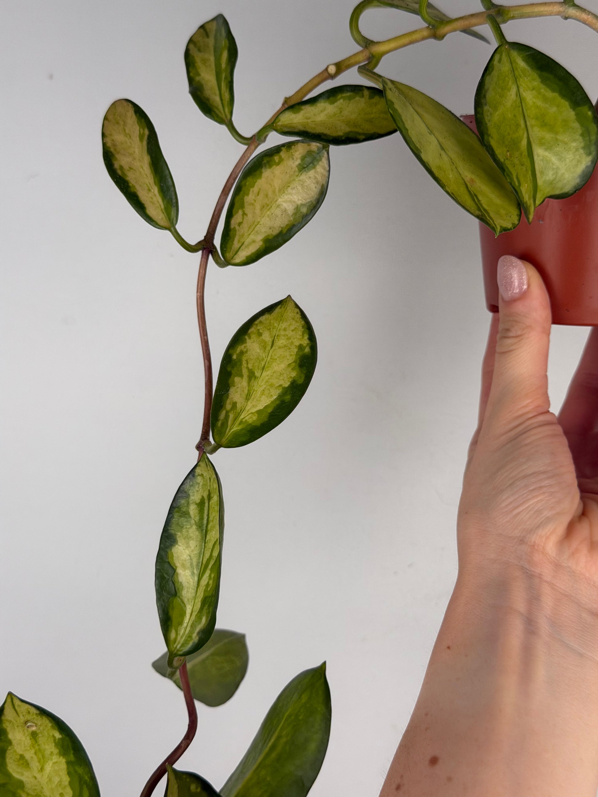 Vanessa | Hoya Australis Lisa Tropical Corner