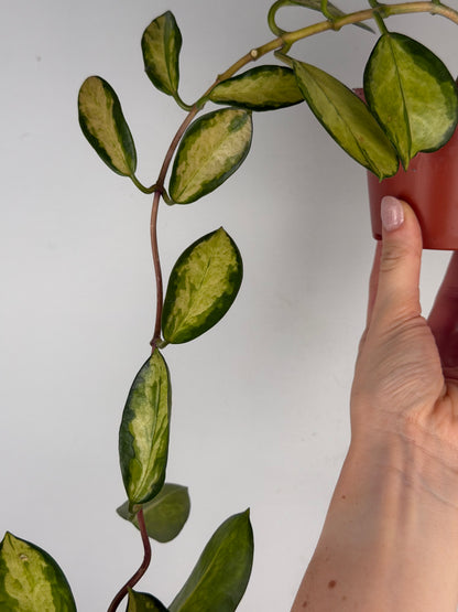 Vanessa | Hoya Australis Lisa Tropical Corner