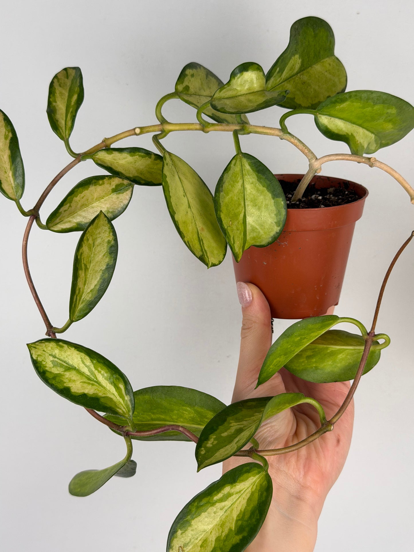 Vanessa | Hoya Australis Lisa Tropical Corner