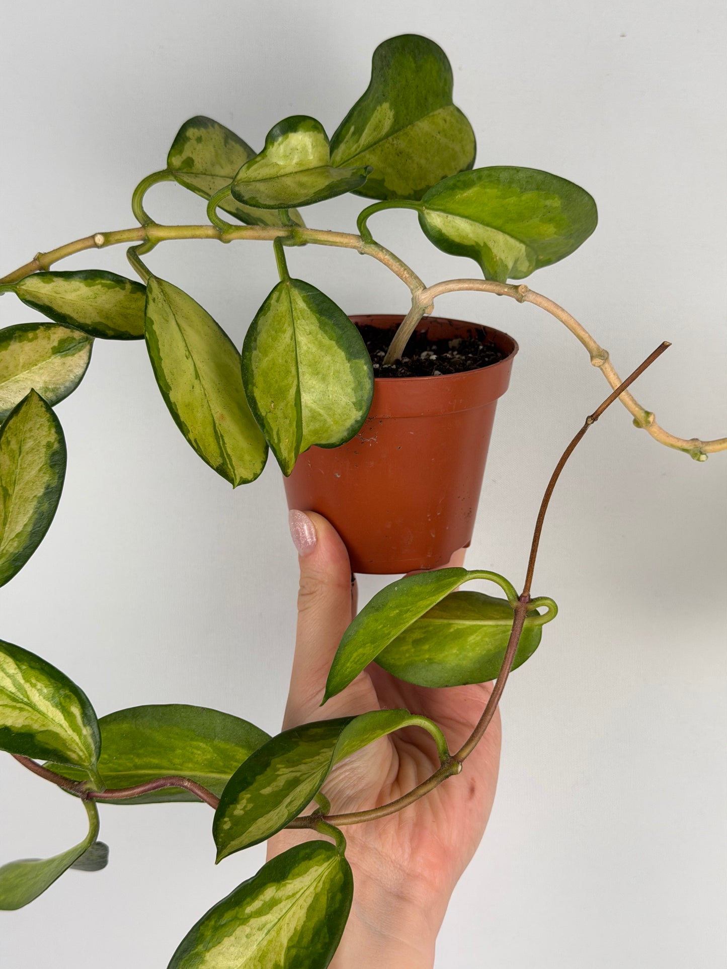 Vanessa | Hoya Australis Lisa Tropical Corner