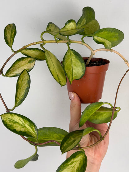 Vanessa | Hoya Australis Lisa Tropical Corner
