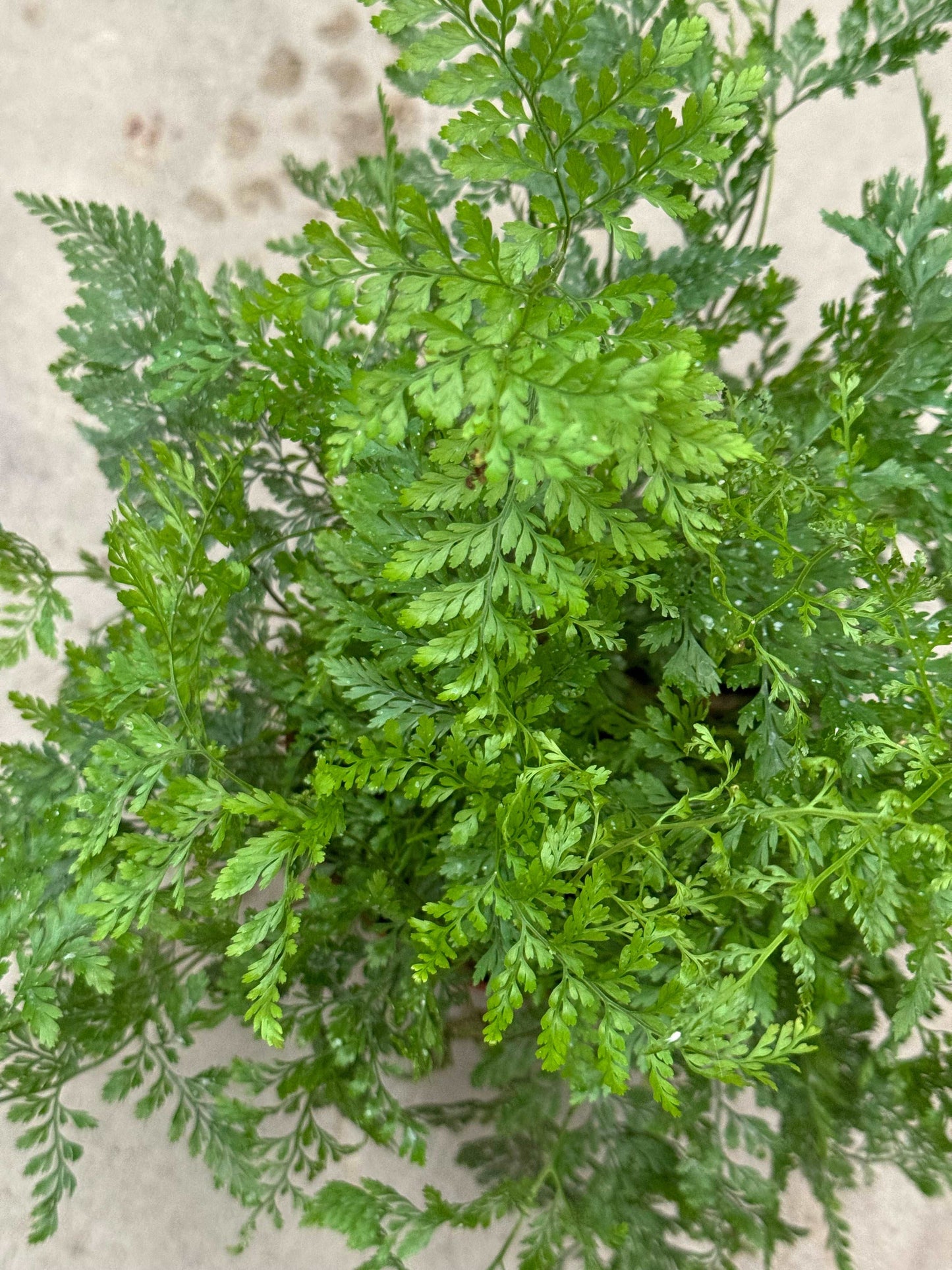 Davallia Humata Tyermannii