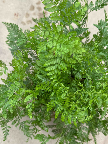 Davallia Humata Tyermannii