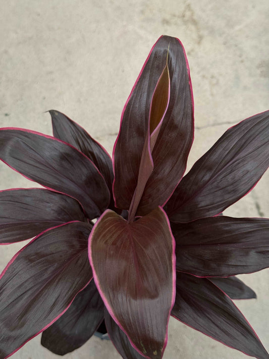 Cordyline “Mambo”