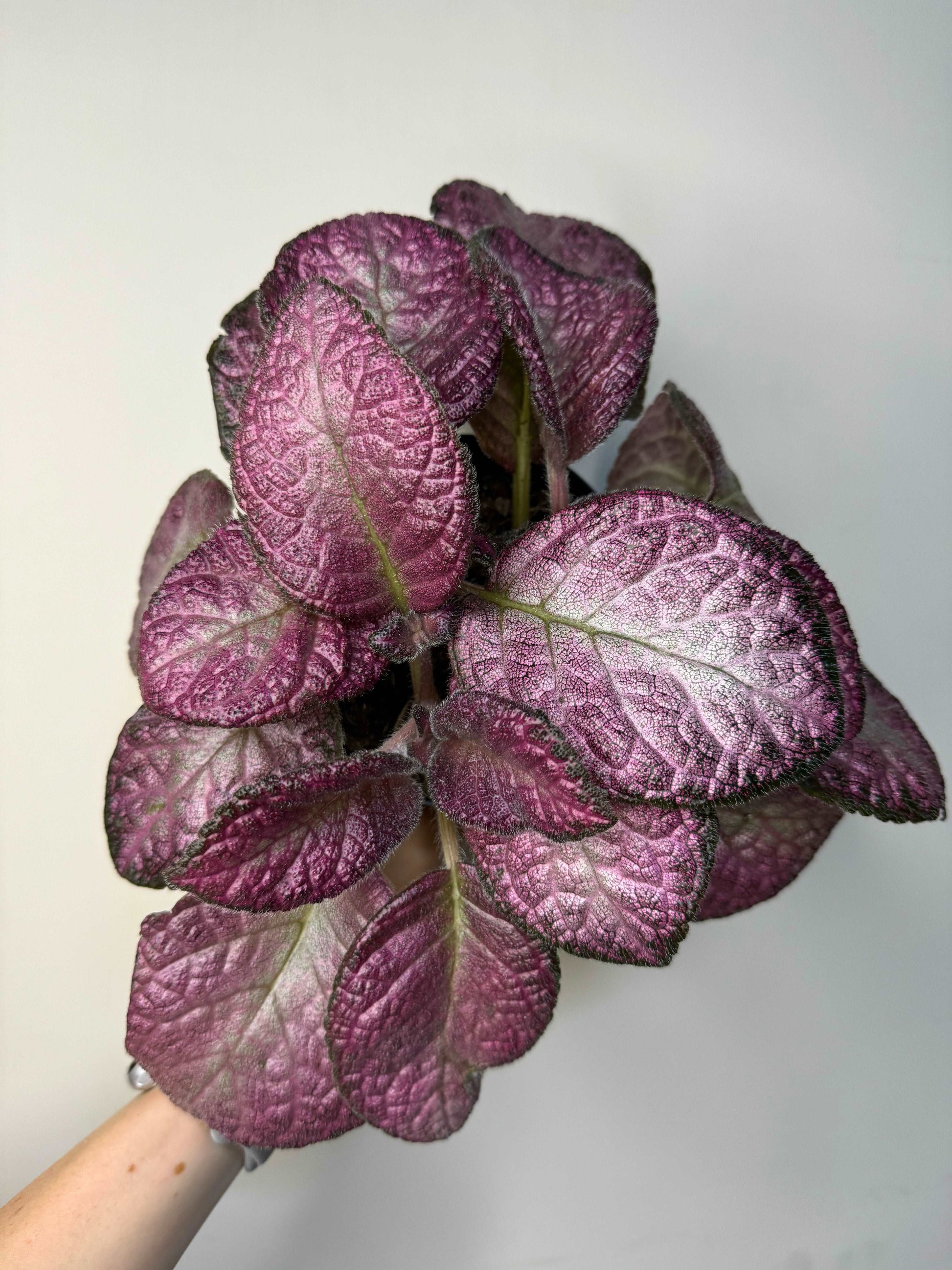 Episcia Strawberry Patch