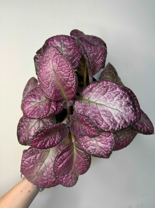 Episcia Strawberry Patch