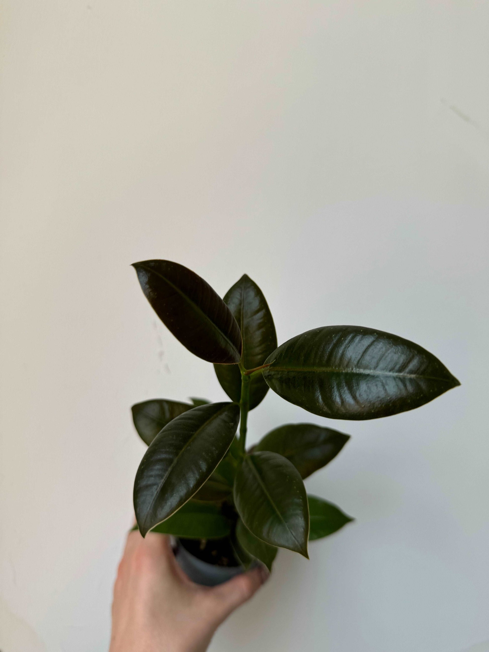 Ficus Elastica “Abidjan”