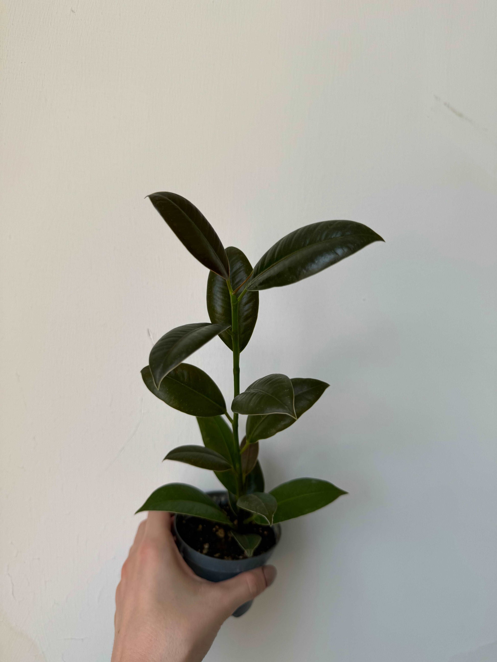 Ficus Elastica “Abidjan”