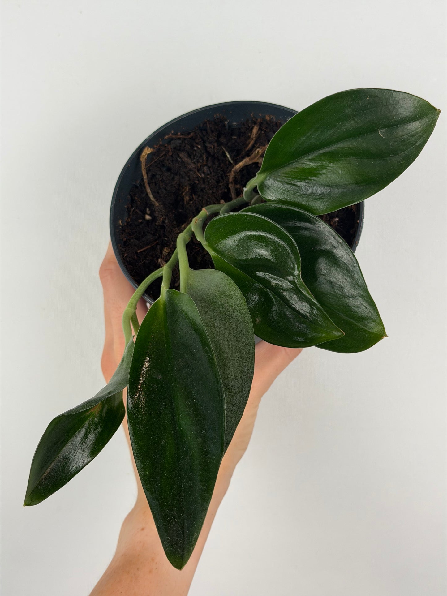 Scindapsus Treubii 'Dark Form' | Roberto Tropical Corner
