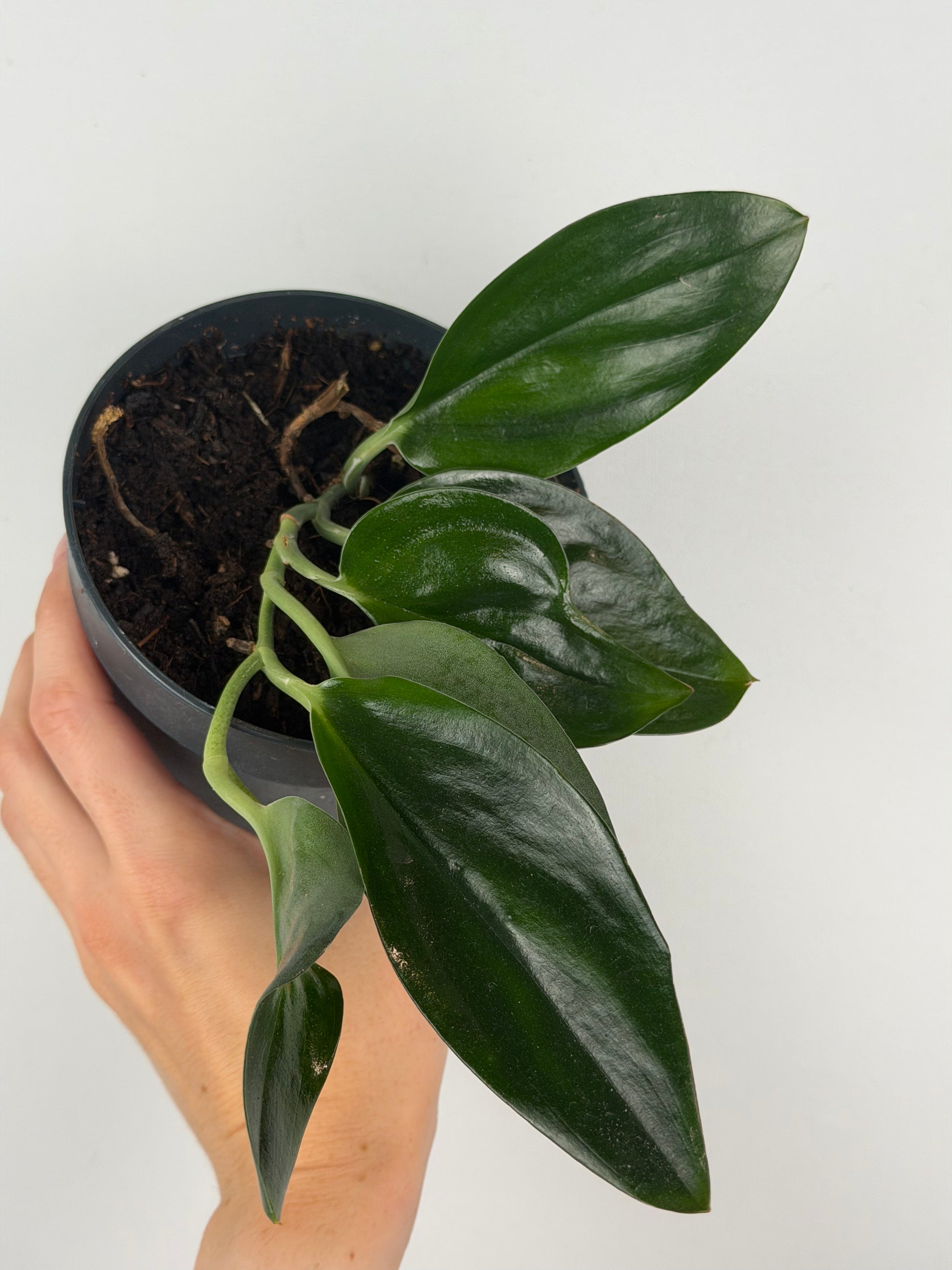 Scindapsus Treubii 'Dark Form' | Roberto Tropical Corner