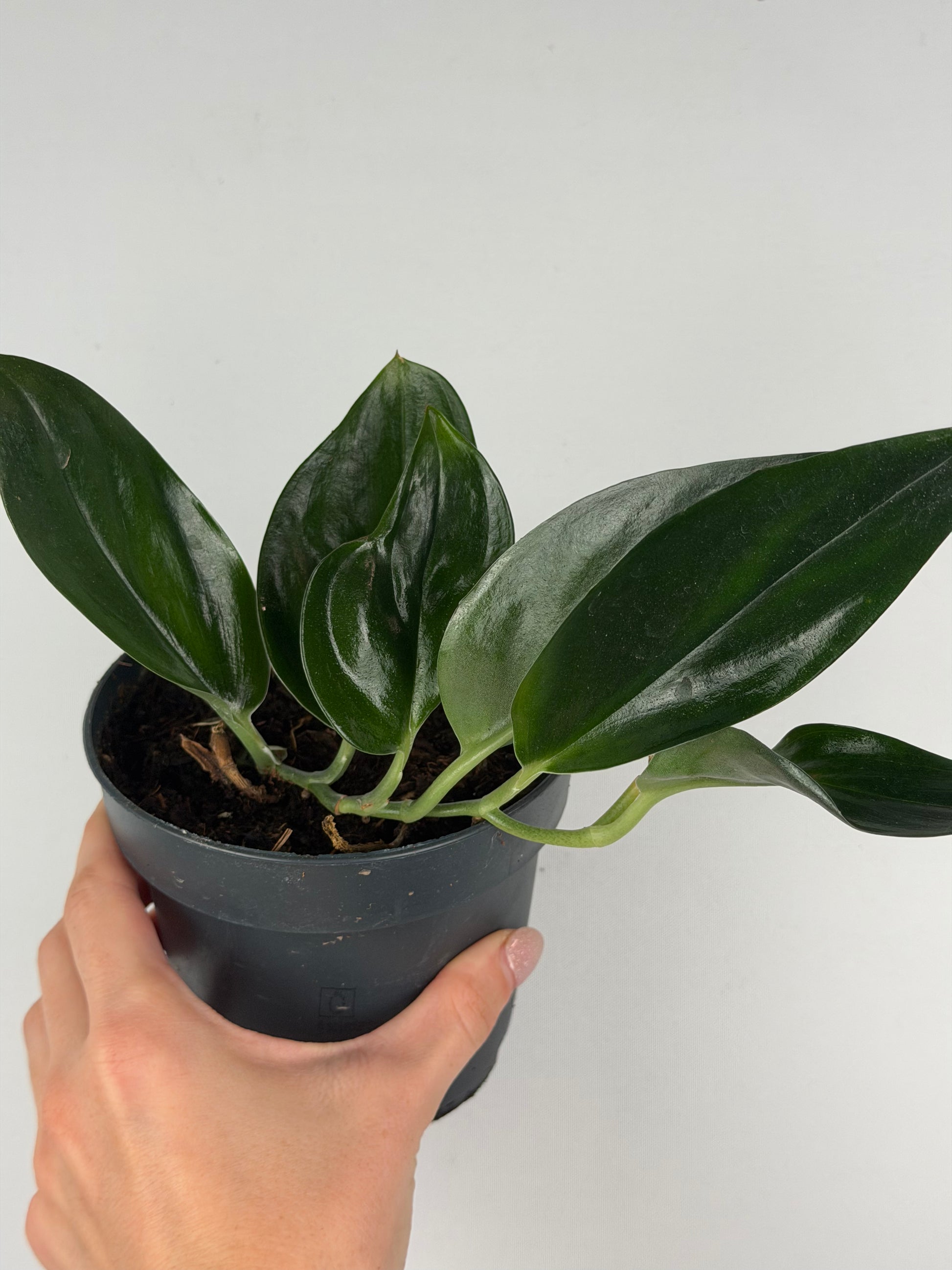 Scindapsus Treubii 'Dark Form' | Roberto Tropical Corner