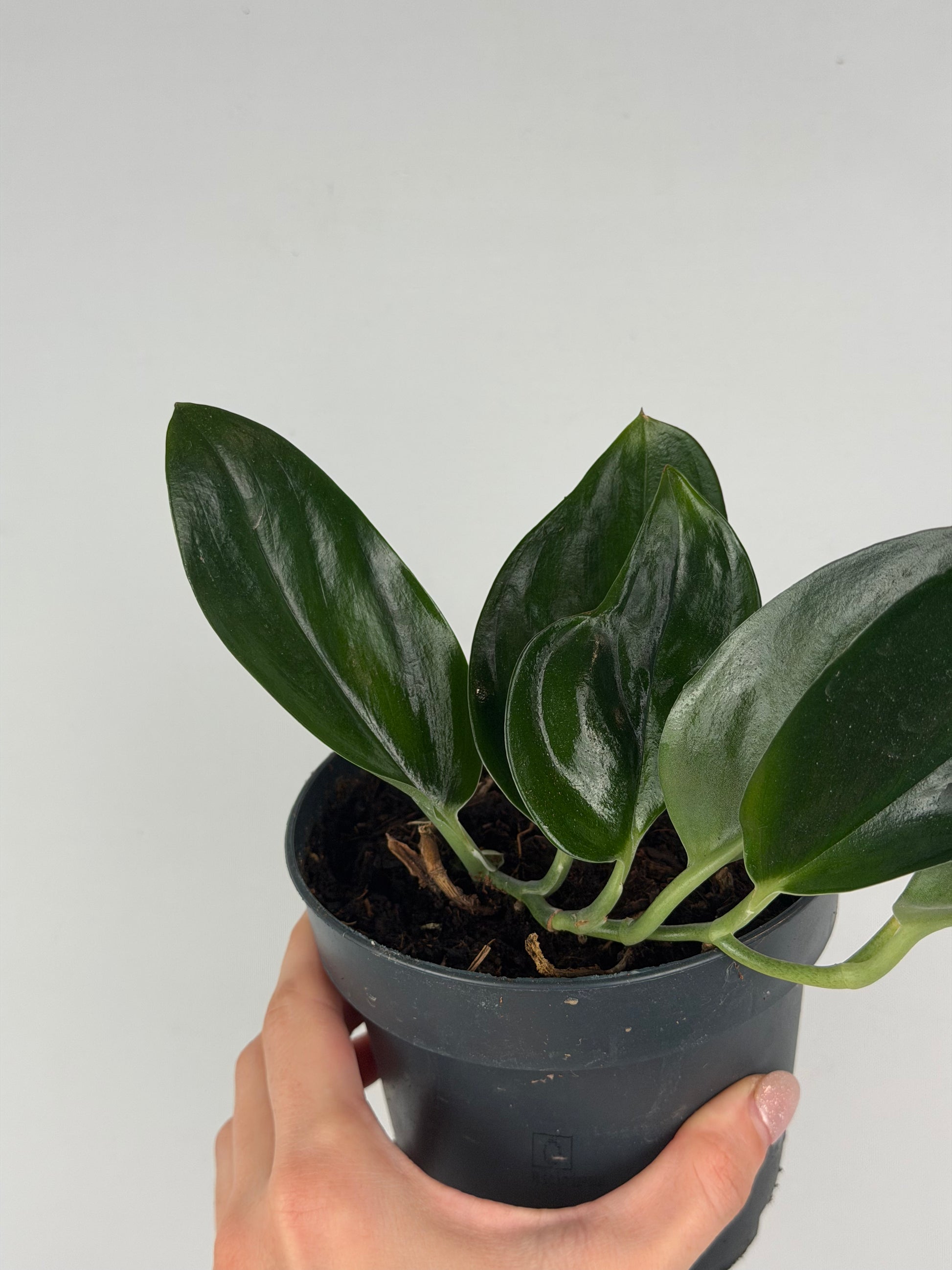 Scindapsus Treubii 'Dark Form' | Roberto Tropical Corner