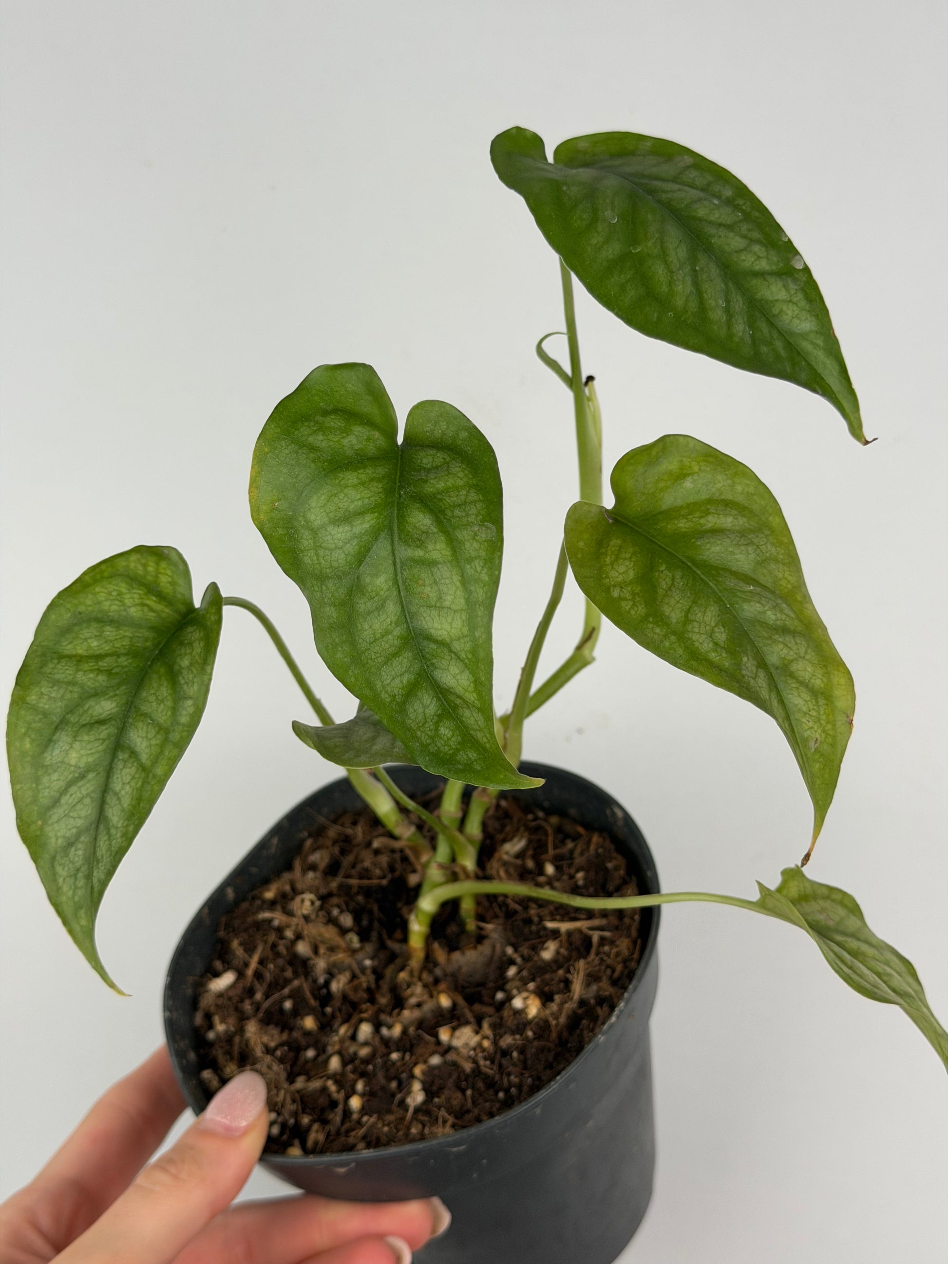 Monstera Siltepecana | Sandra Tropical Corner