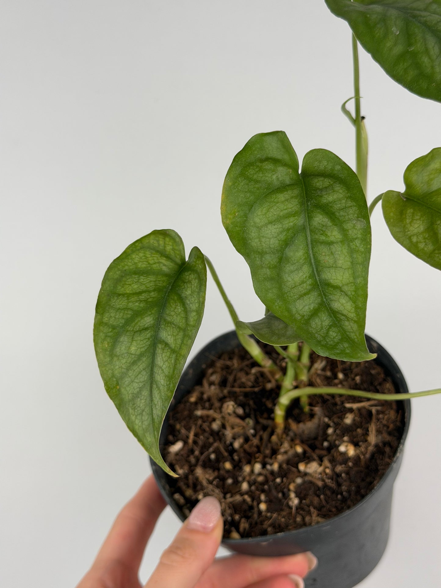 Monstera Siltepecana | Sandra Tropical Corner