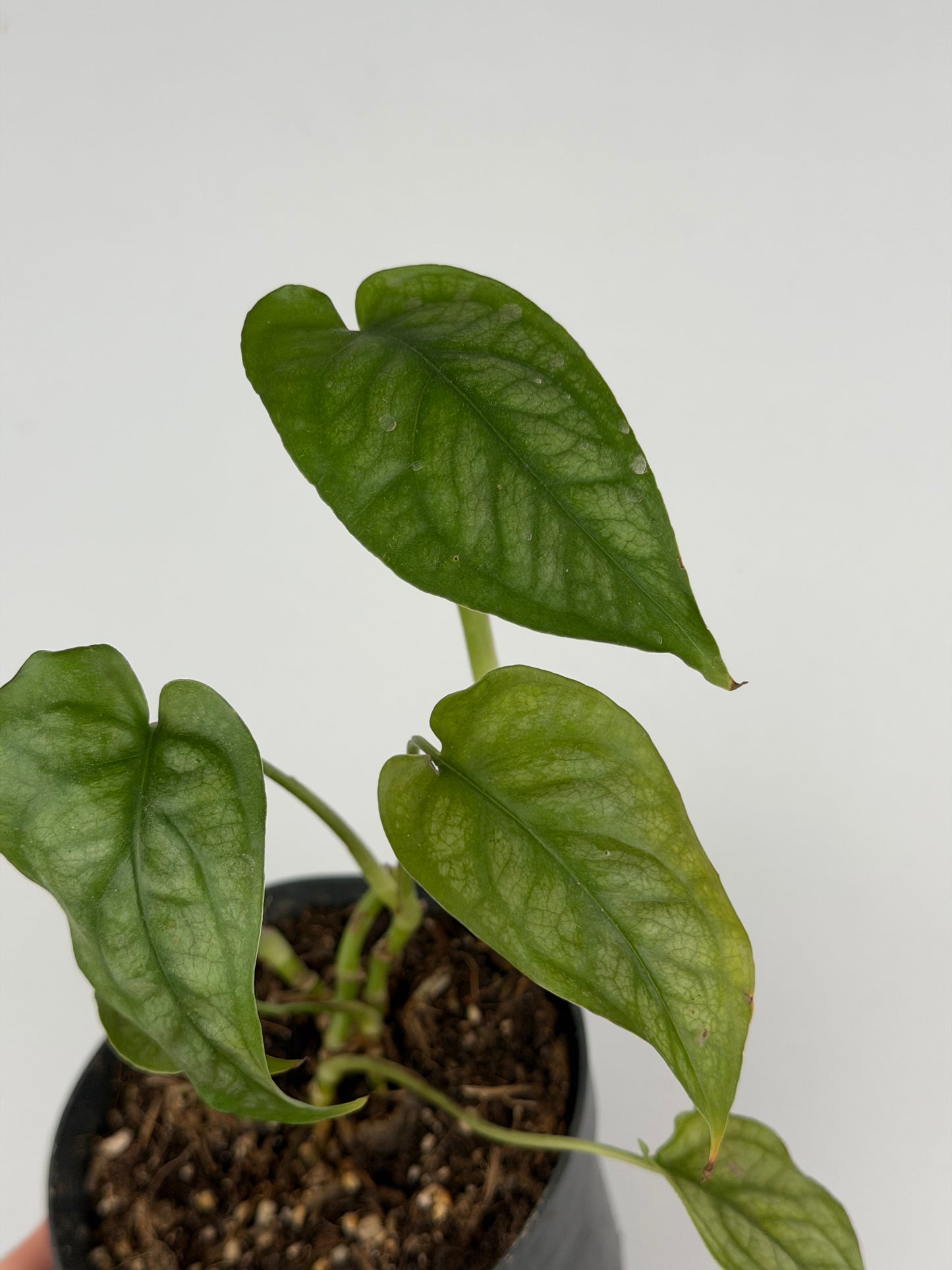 Monstera Siltepecana | Sandra Tropical Corner