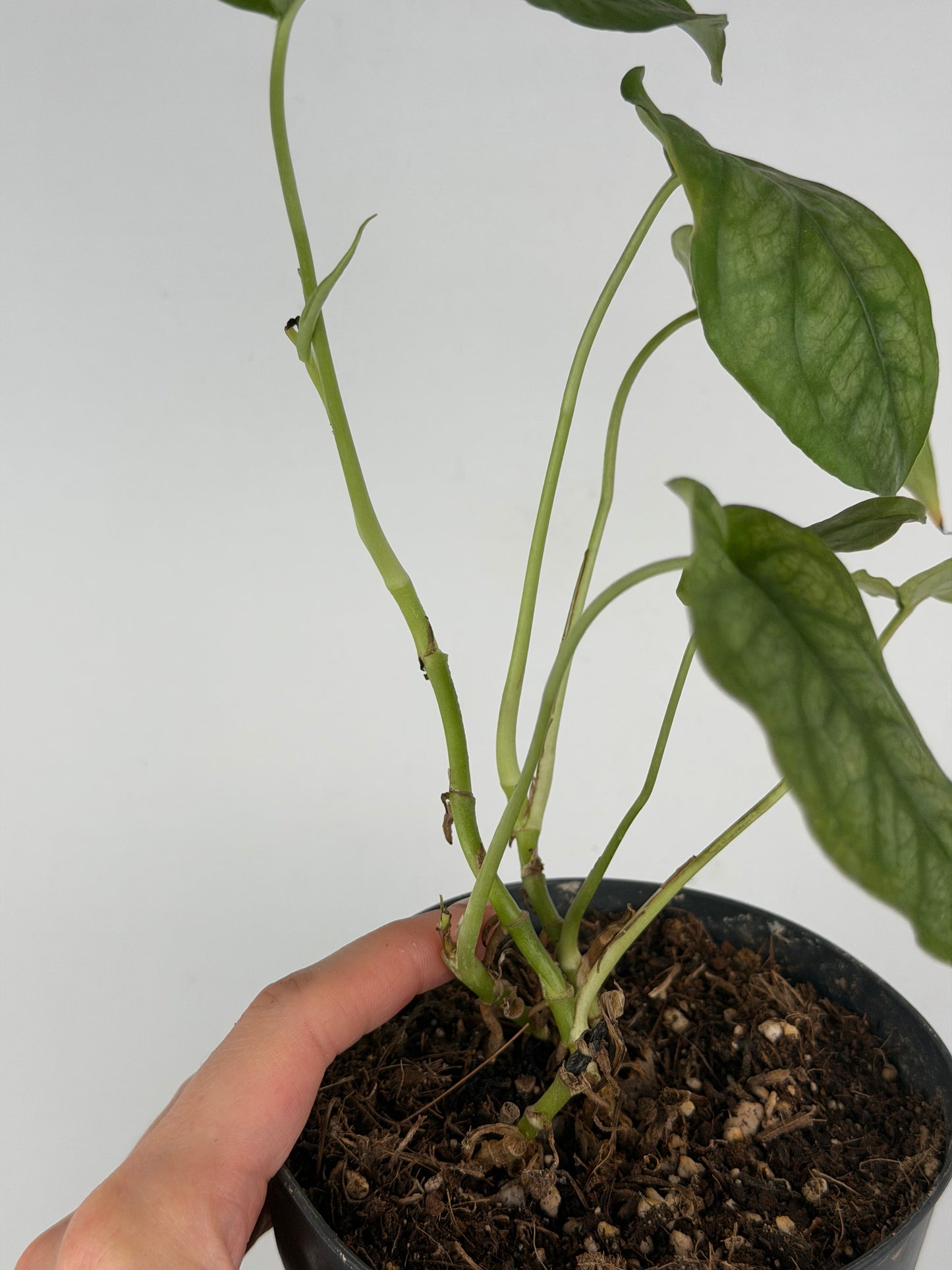 Monstera Siltepecana | Sandra Tropical Corner