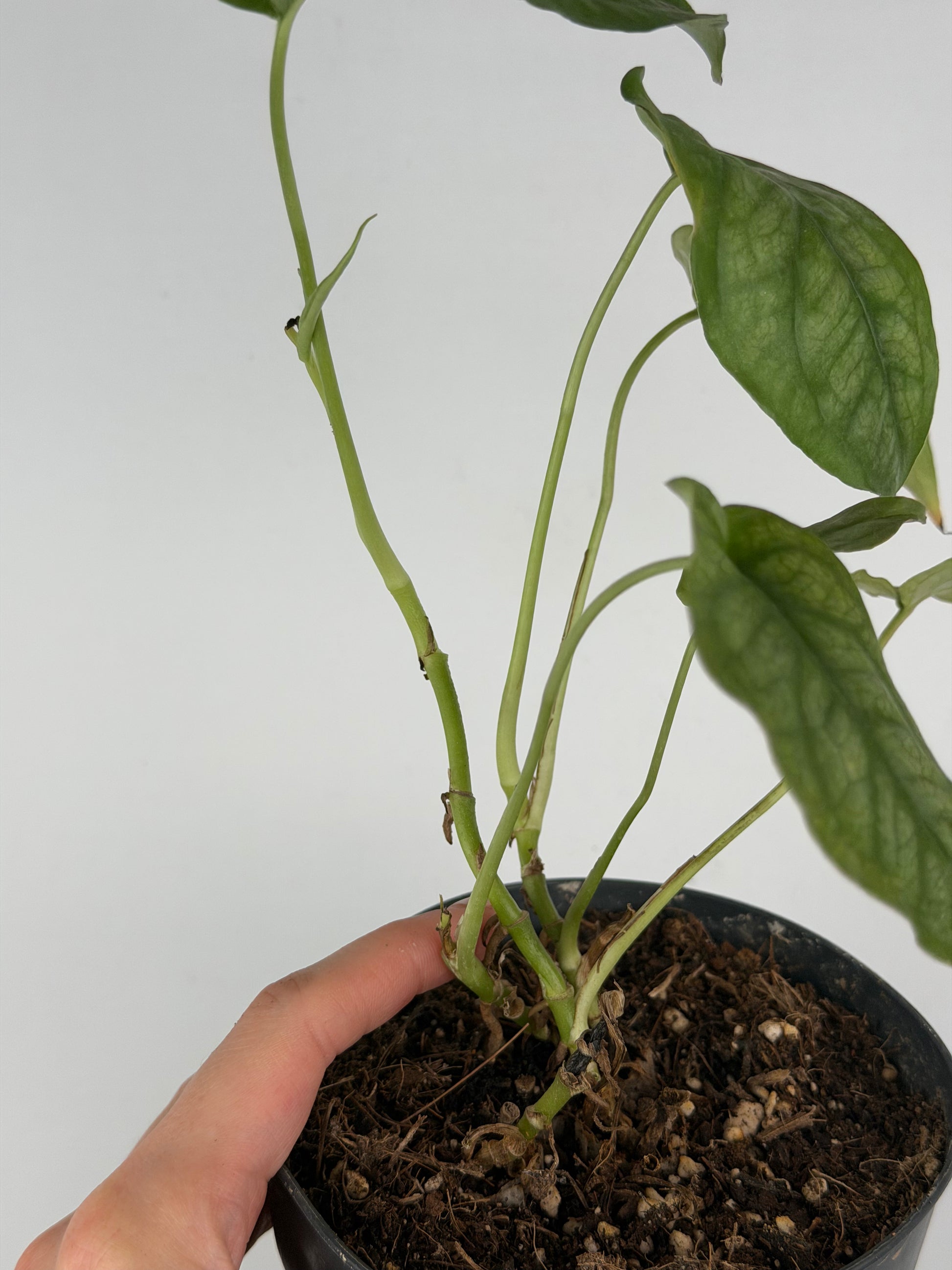 Monstera Siltepecana | Sandra Tropical Corner