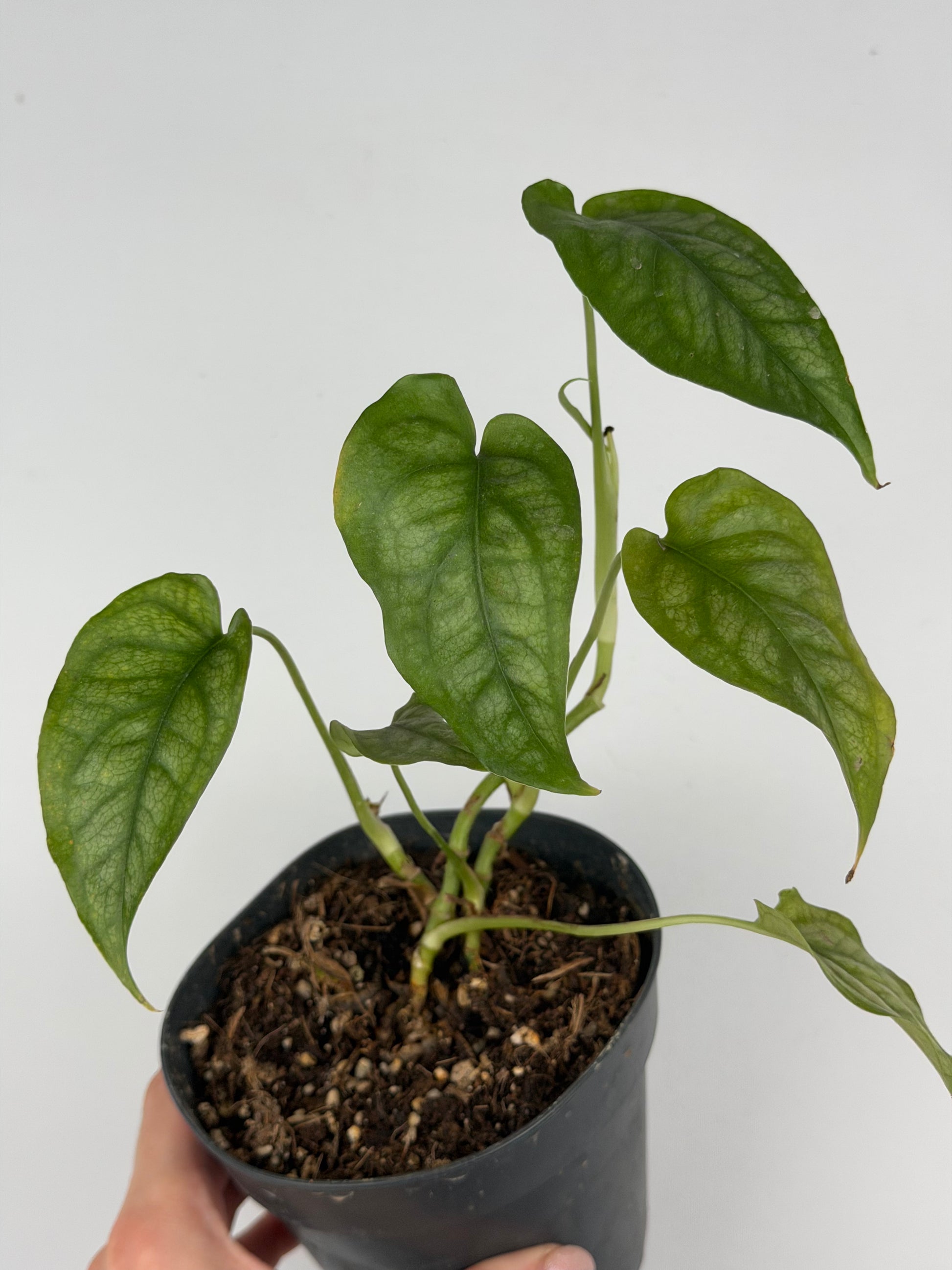 Monstera Siltepecana | Sandra Tropical Corner